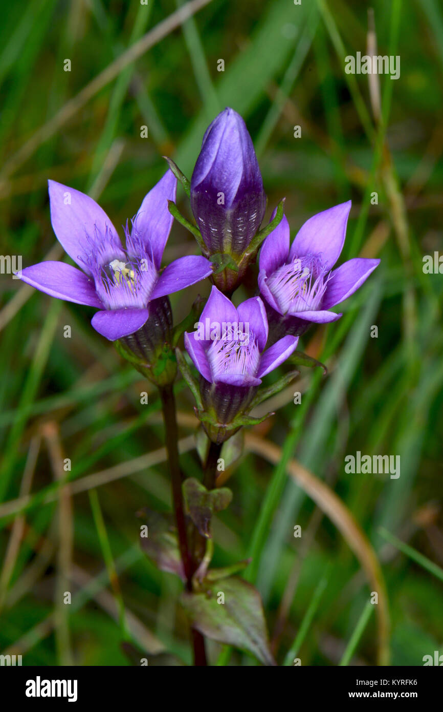 Chiltern genziana (Gentianella germanica), fioritura. Foto Stock