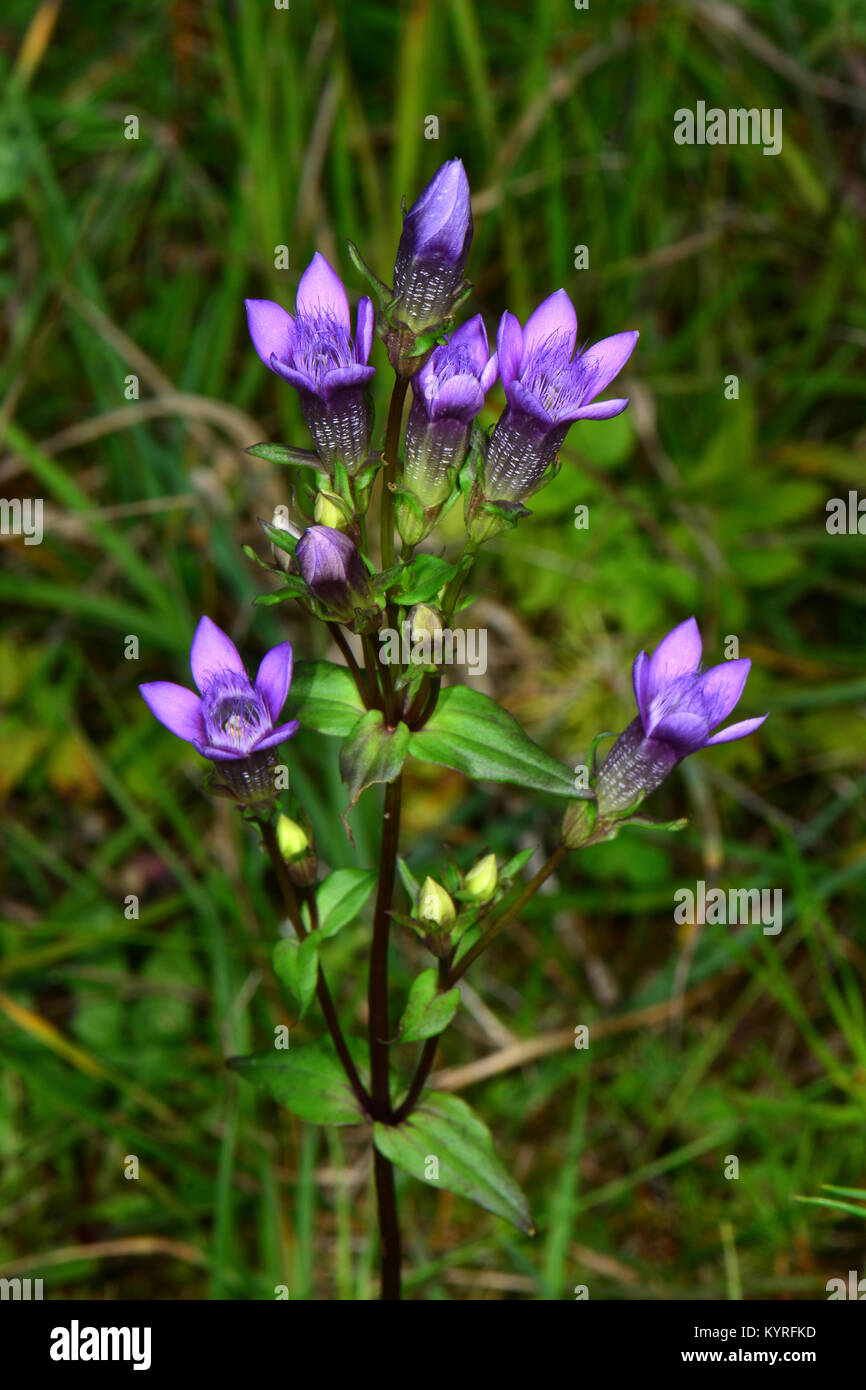 Chiltern genziana (Gentianella germanica), fioritura. Foto Stock