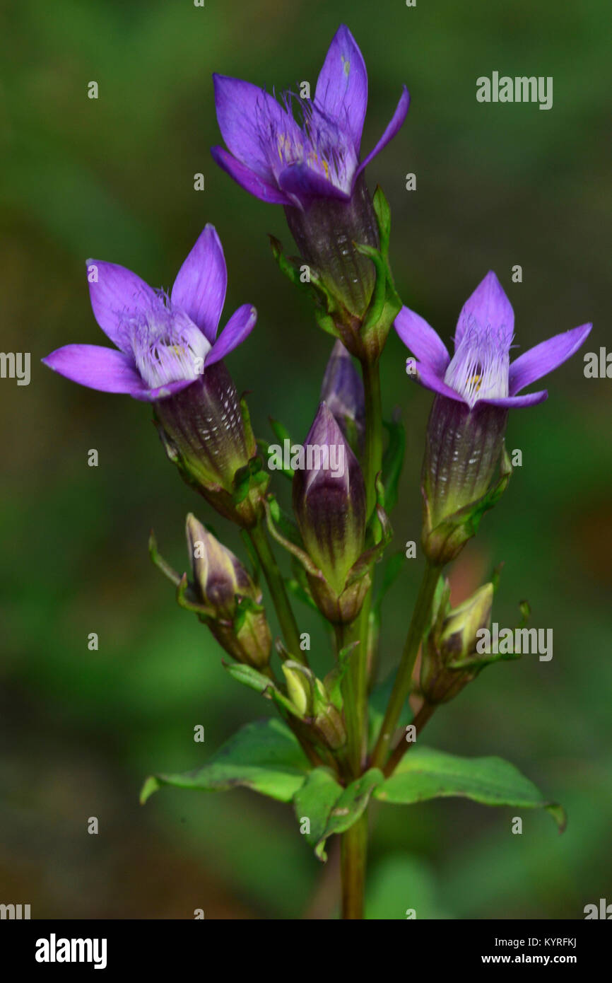 Chiltern genziana (Gentianella germanica), fioritura. Foto Stock