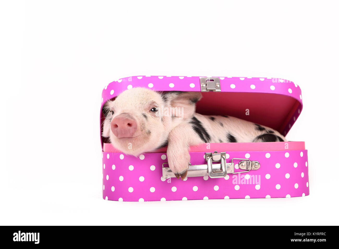 Suini domestici, Turopolje x ?. Maialino (3 settimane di età) giacente in una valigia rosa con pois. Studio Immagine visto contro uno sfondo bianco. Germania Foto Stock