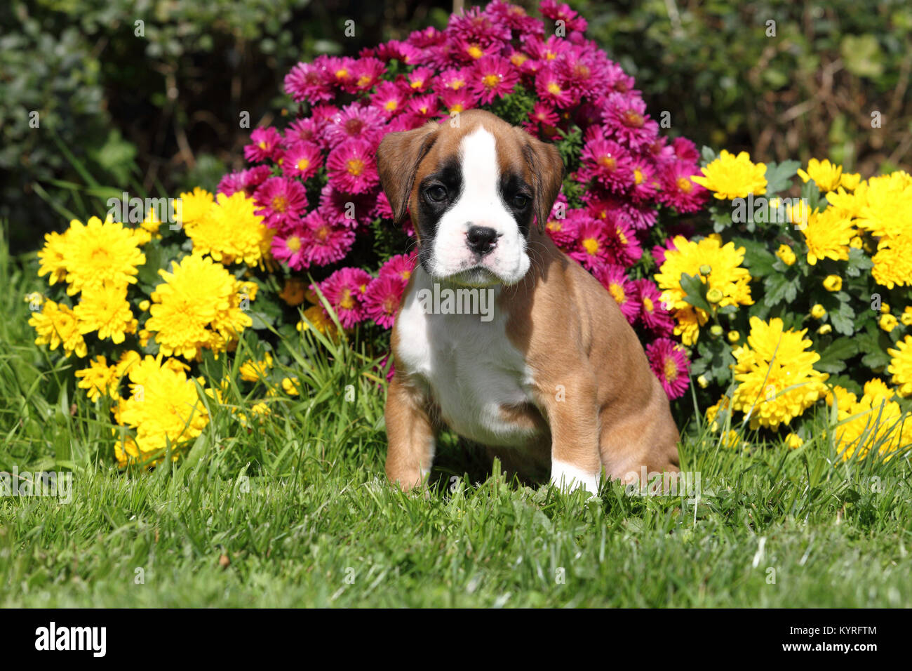 Boxer tedesche. Cucciolo tricolore (6 settimane di età) seduto sul prato con fiori in background. Germania Foto Stock