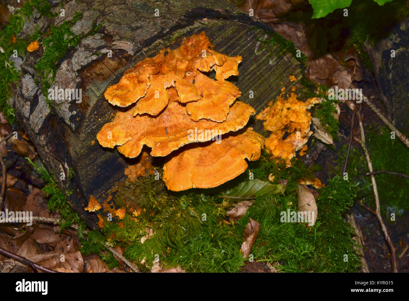 Il cinabro Polyphore (Pycnoporus cinnabarinus), un fungo saprofita Foto Stock