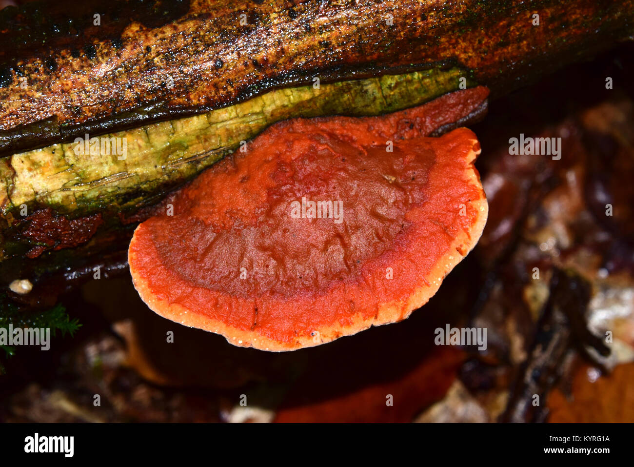 Il cinabro Polyphore (Pycnoporus cinnabarinus), un fungo saprofita Foto Stock