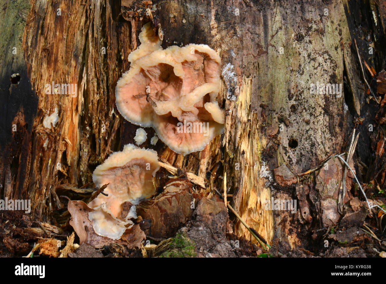 Viola Silverleaf(Chondrostereum purpureum) Foto Stock