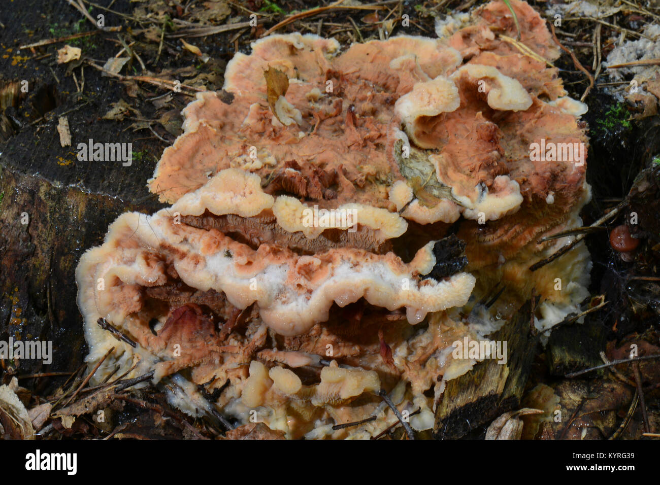 Viola Silverleaf(Chondrostereum purpureum) Foto Stock