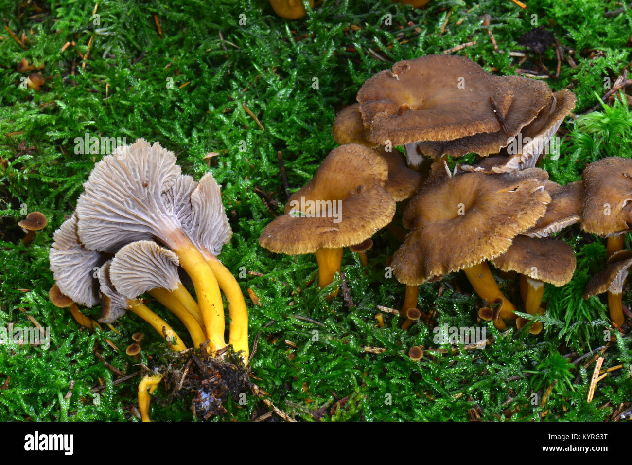 Yellowfoot, fungo invernale, Imbuto Chanterelle (Craterellus tubaeformis) lotti di fruitbodies Foto Stock