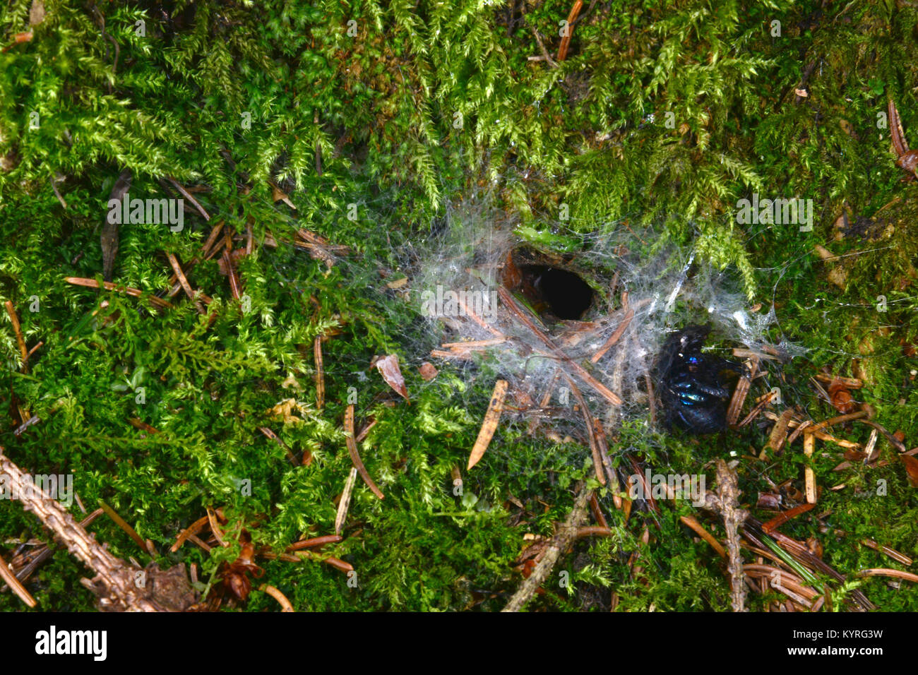 Imbuto weaver ( Agelinidae spec.) , nastro umido al di sopra di moss Foto Stock