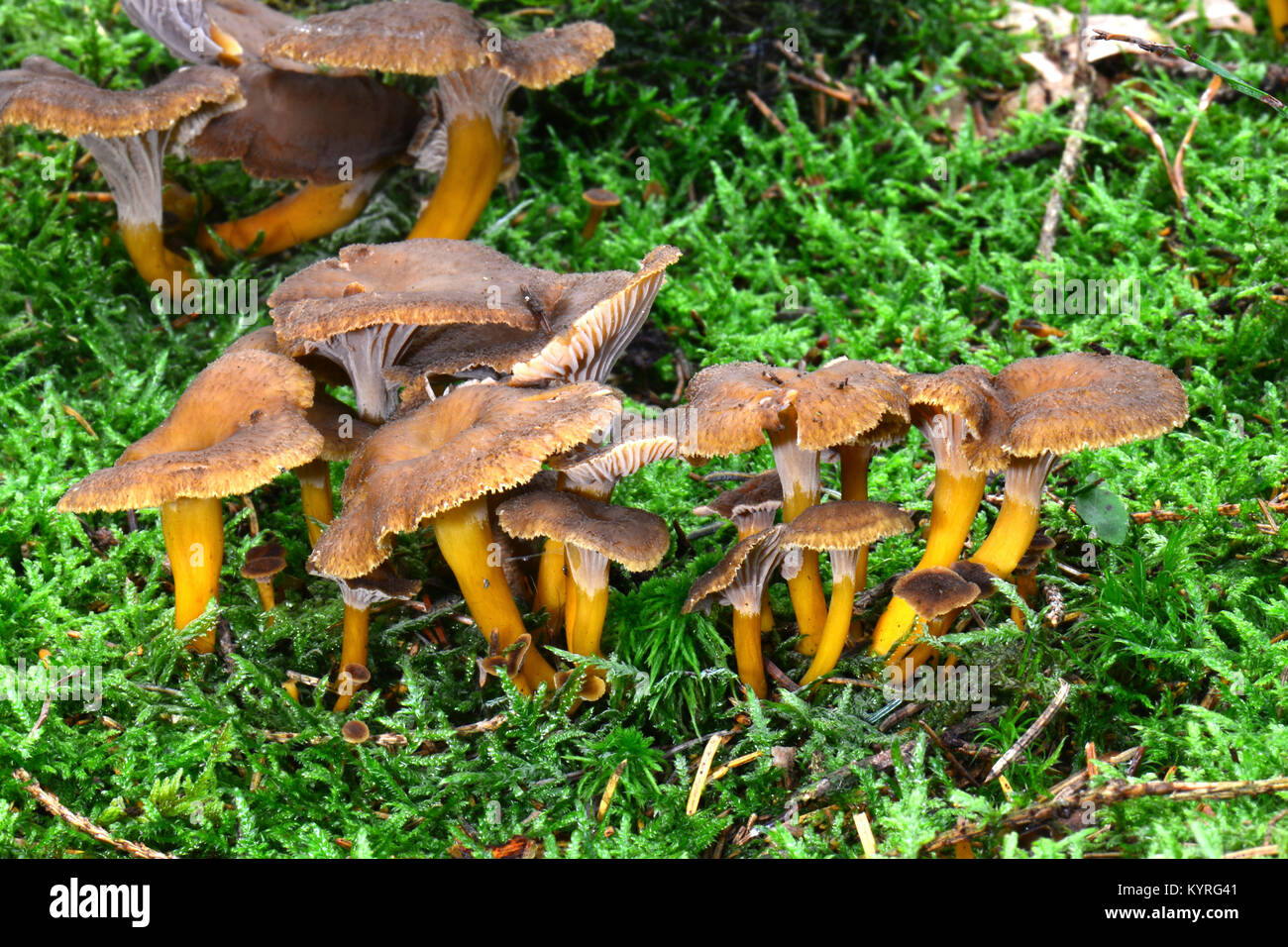 Yellowfoot, fungo invernale, Imbuto Chanterelle (Craterellus tubaeformis) lotti di fruitbodies Foto Stock