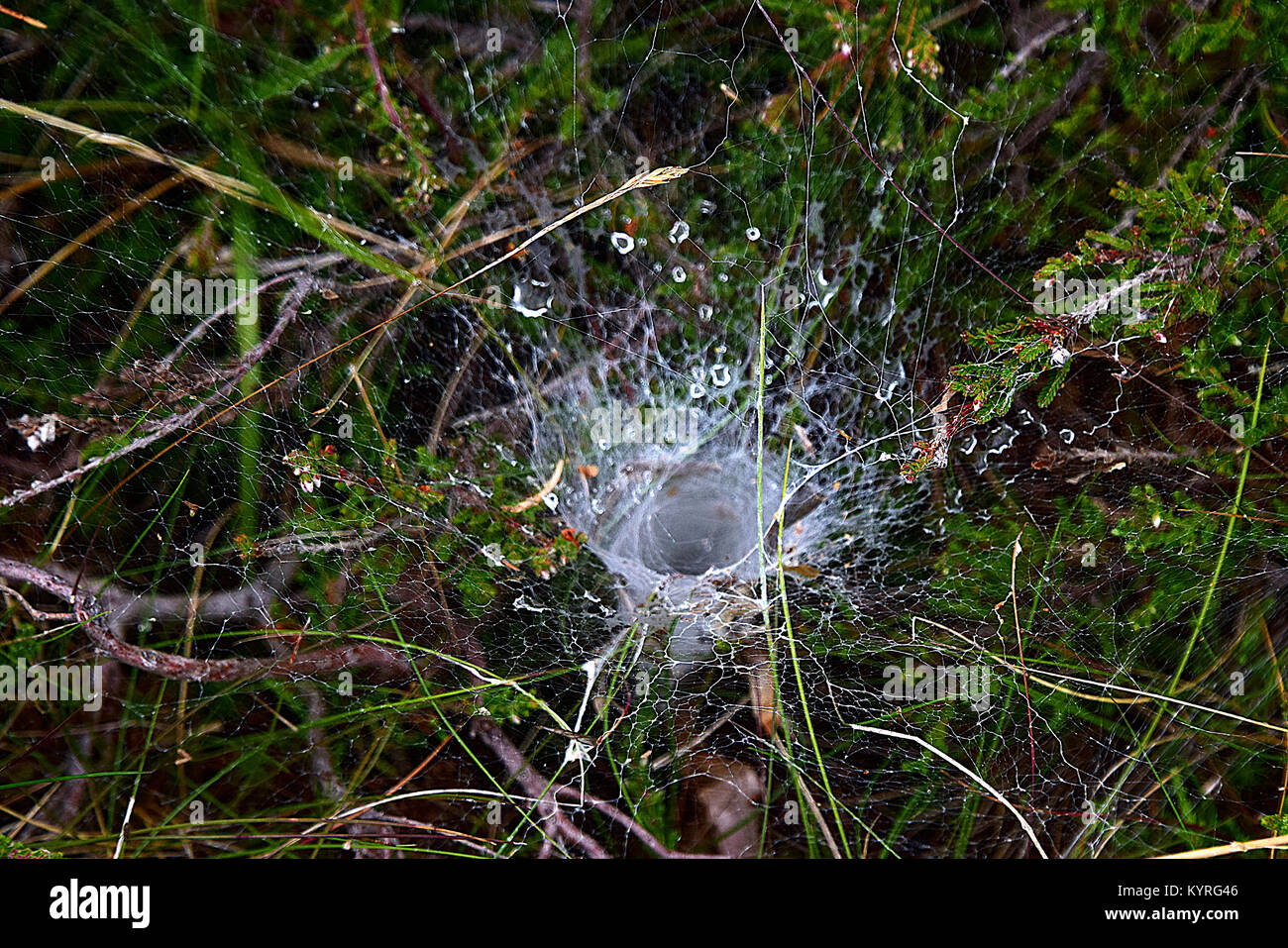 Imbuto weaver ( Agelinidae spec.) , web bagnato in erba Foto Stock