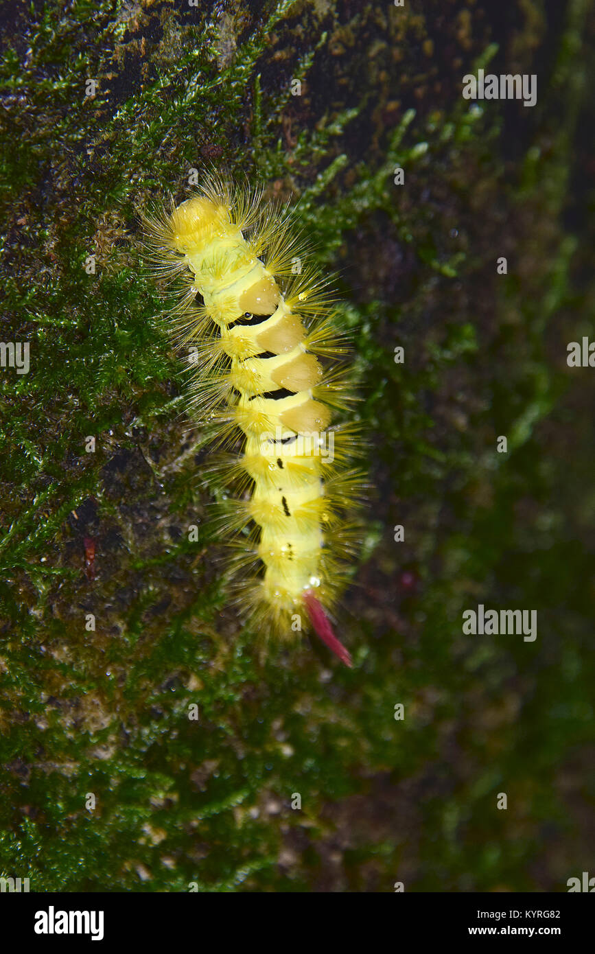 Pale Tussock, rosso-coda di Tarma (Dasychira pudibunda, Calliteara pudibunda), Caterpillar Foto Stock