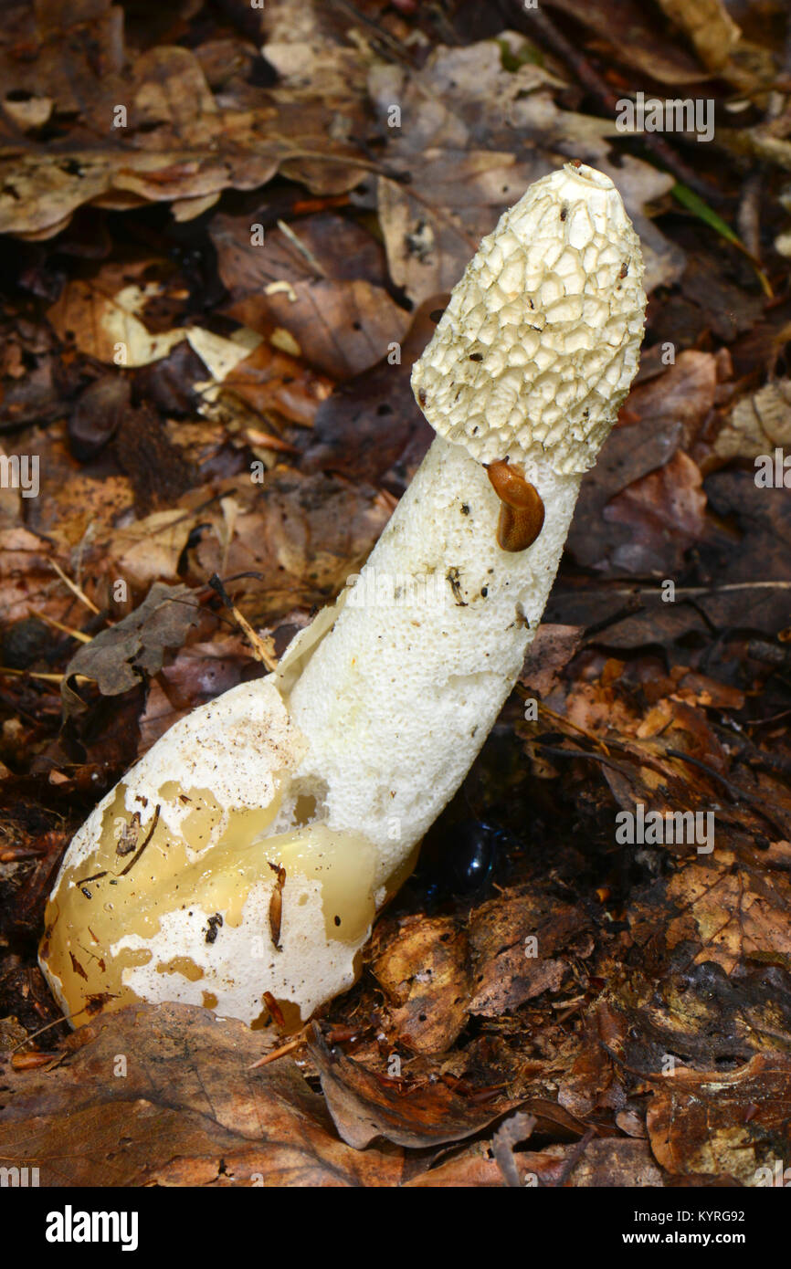 Stinkhorn comune (Phallus impudicus) l'intenso odore di spora contenente la sostanza (Gleba) è stato già distribuito da mosche e altri , è ora chiamato morto un dito Foto Stock