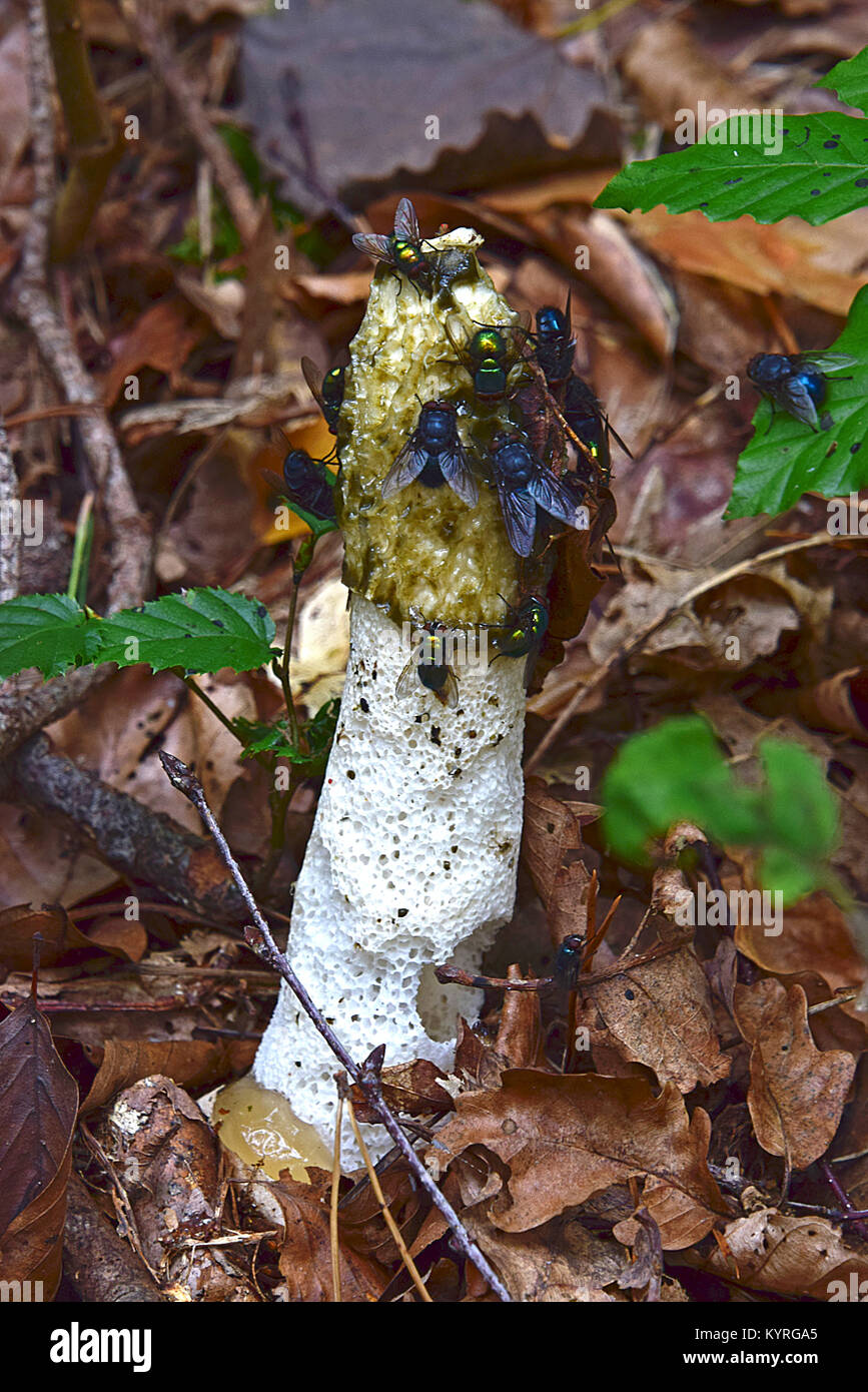 Stinkhorn comune (Phallus impudicus) l'intenso odore di spora contenente la sostanza ( Gleba) attira mosche e altri per distribuire le spore Foto Stock