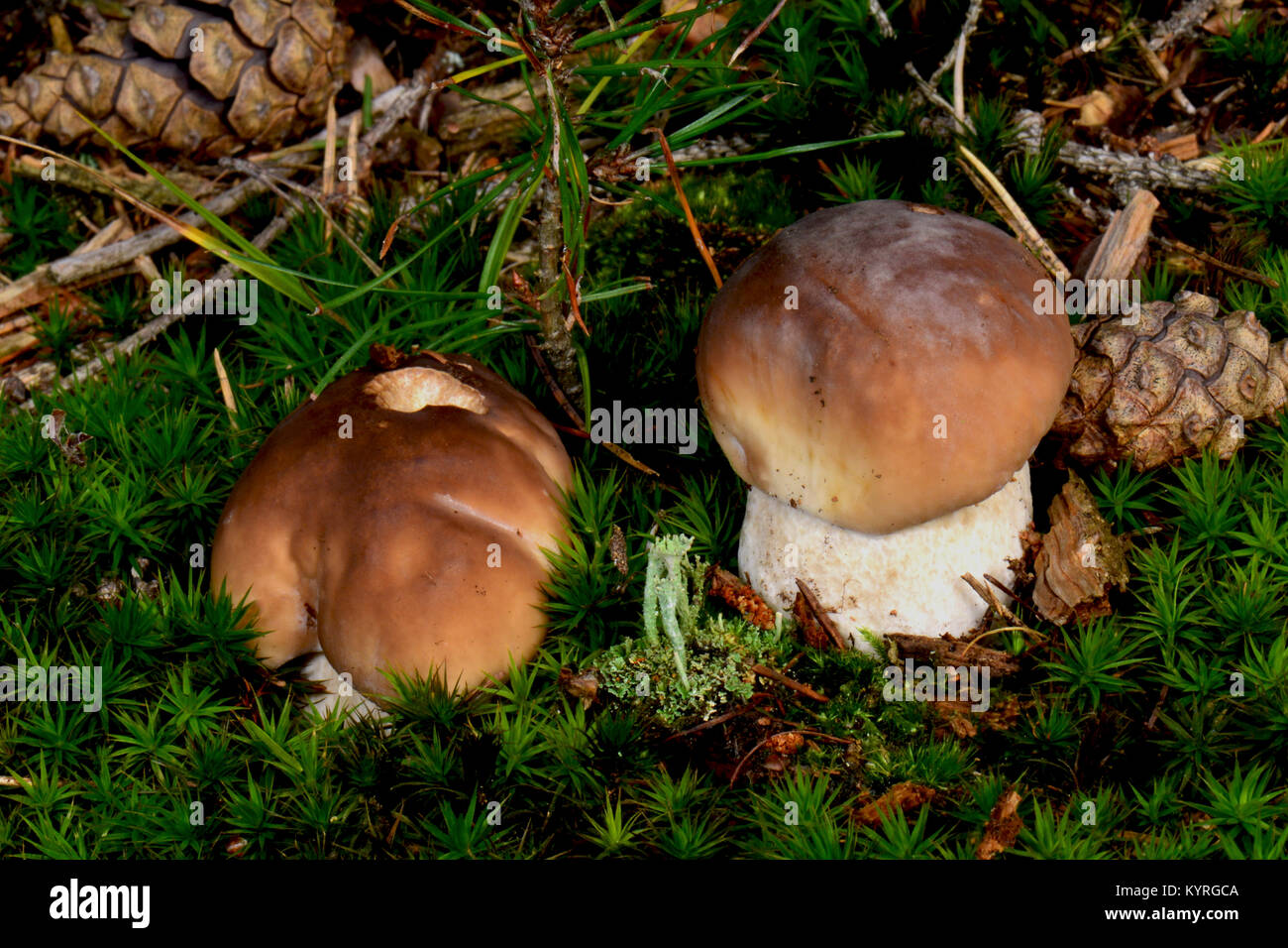 Funghi porcini, Porcino (Boletus edulis). Corpo fruttifero sul suolo della foresta. Foto Stock