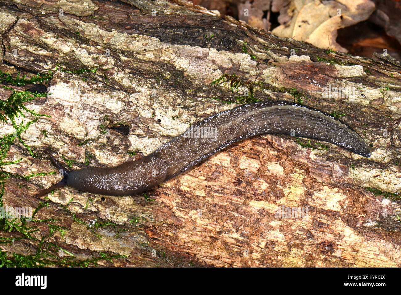 Chiglia nera torna Slug (Limax cinereoniger), il più grande paese europeo slug. Foto Stock