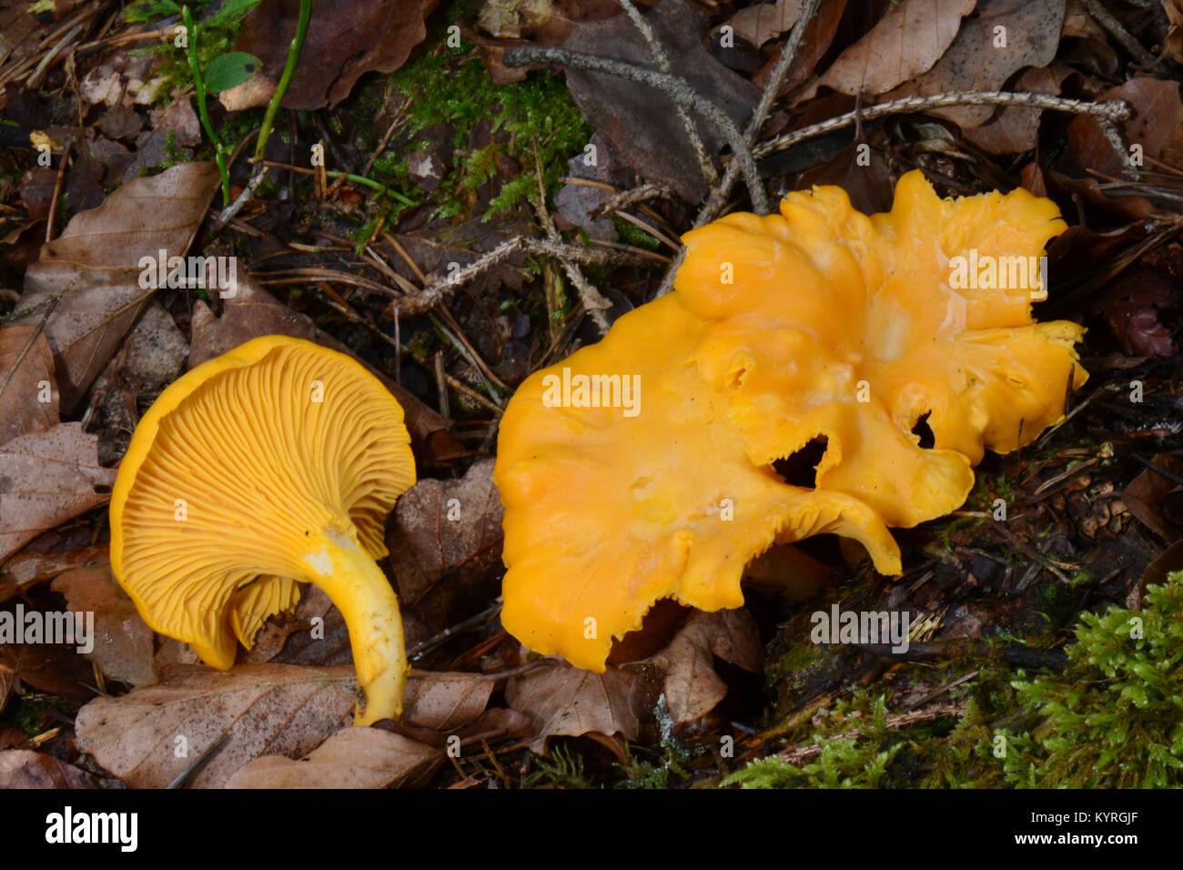 Giallo (Chanterelle Cantharellus cibarius). I funghi sul suolo della foresta Foto Stock