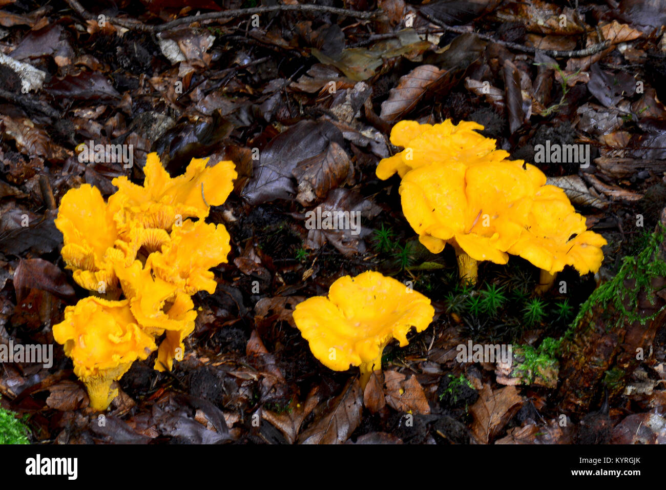 Giallo (Chanterelle Cantharellus cibarius). I funghi sul suolo della foresta Foto Stock