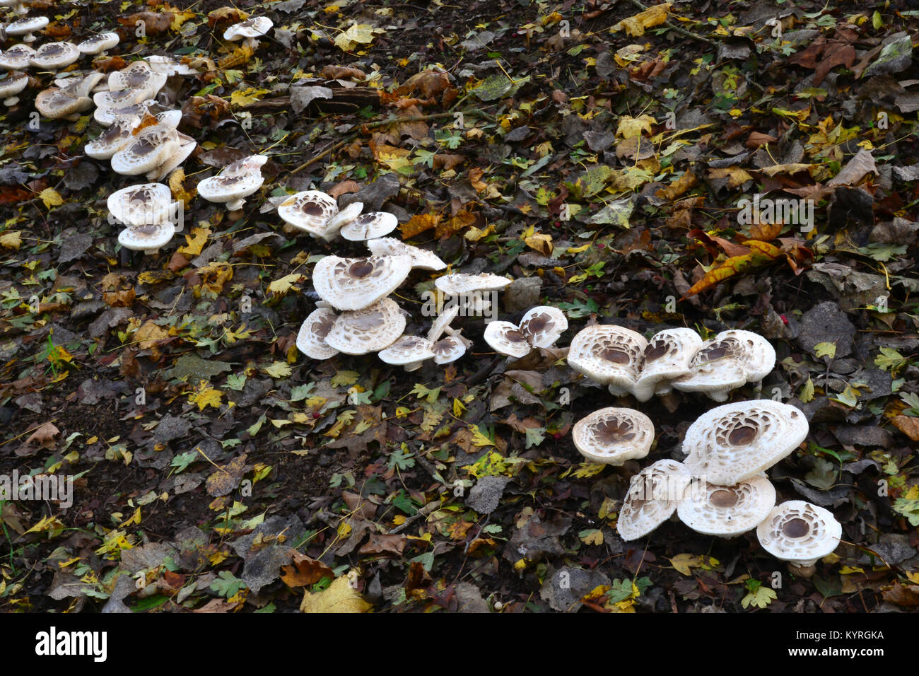 Parasol (fungo Macrolepiota procera), di corpi fruttiferi di età diverse nel fogliame di autunno e dimora in una riga Foto Stock