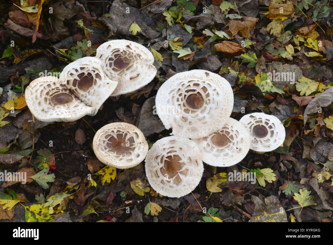 Parasol (fungo Macrolepiota procera), di corpi fruttiferi di età diverse nel fogliame di autunno Foto Stock