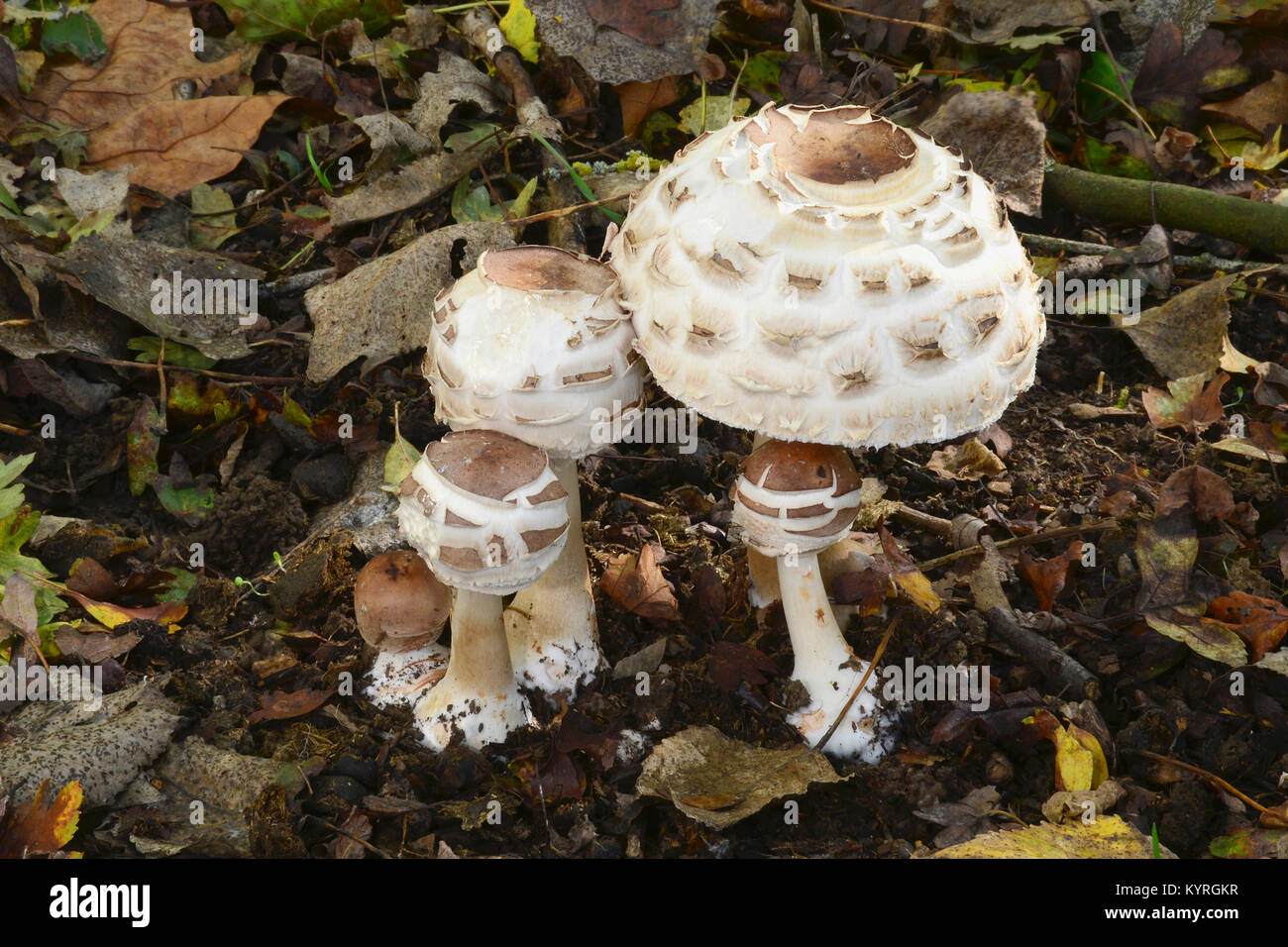 Parasol (fungo Macrolepiota procera), di corpi fruttiferi di età diverse nel fogliame di autunno Foto Stock