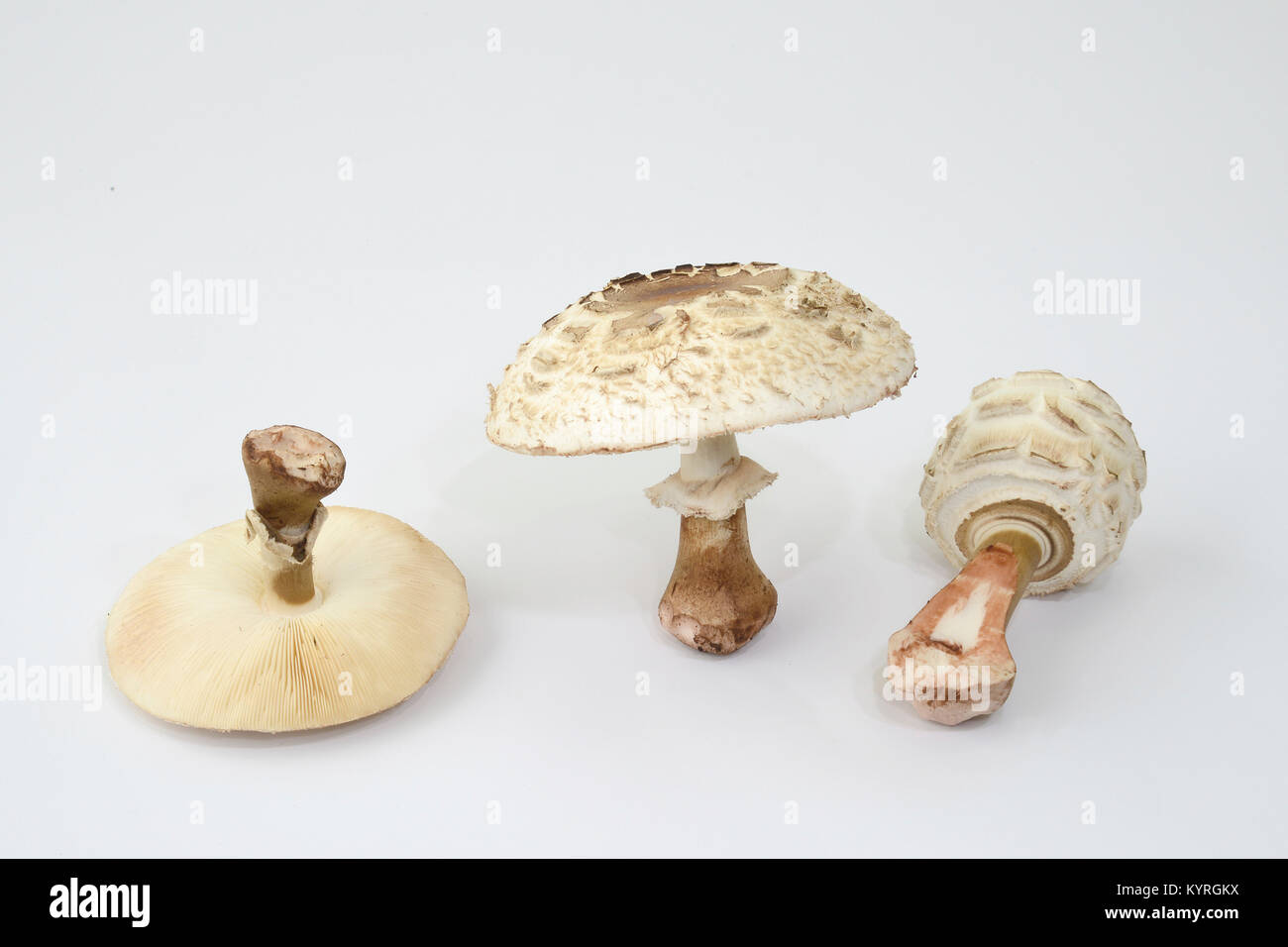Parasol (fungo Macrolepiota procera), tre corpi fruttiferi di diversa età come studio immagine Foto Stock