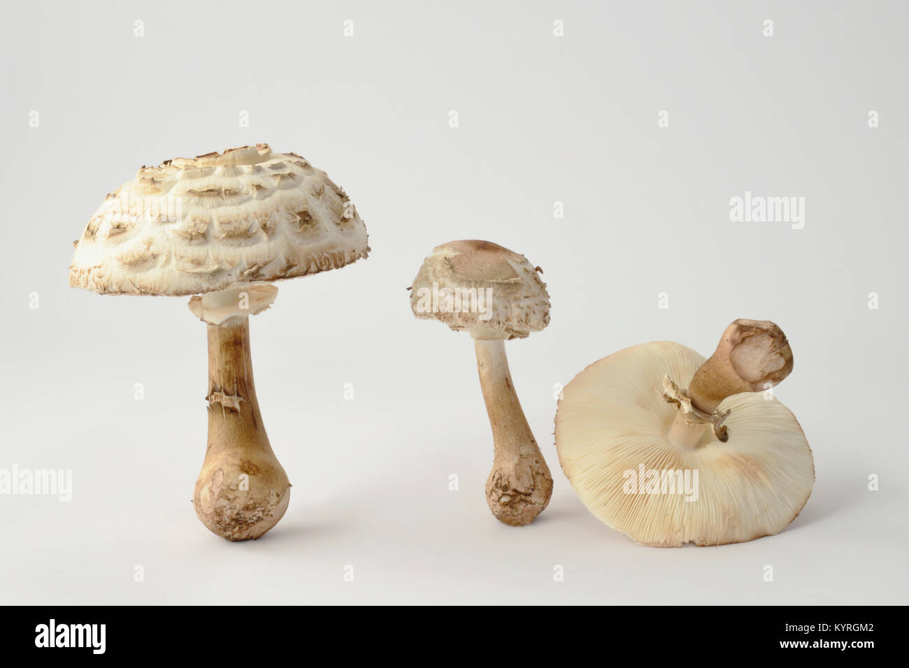 Parasol (fungo Macrolepiota procera), tre corpi fruttiferi di diversa età come studio immagine Foto Stock