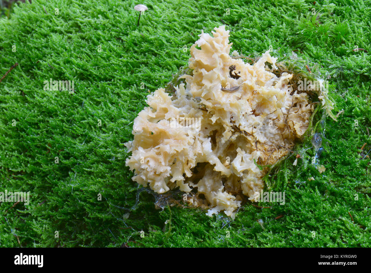 Testa a fungo di cavolfiore (Sparassis crispa) alla base di un albero di pino Foto Stock