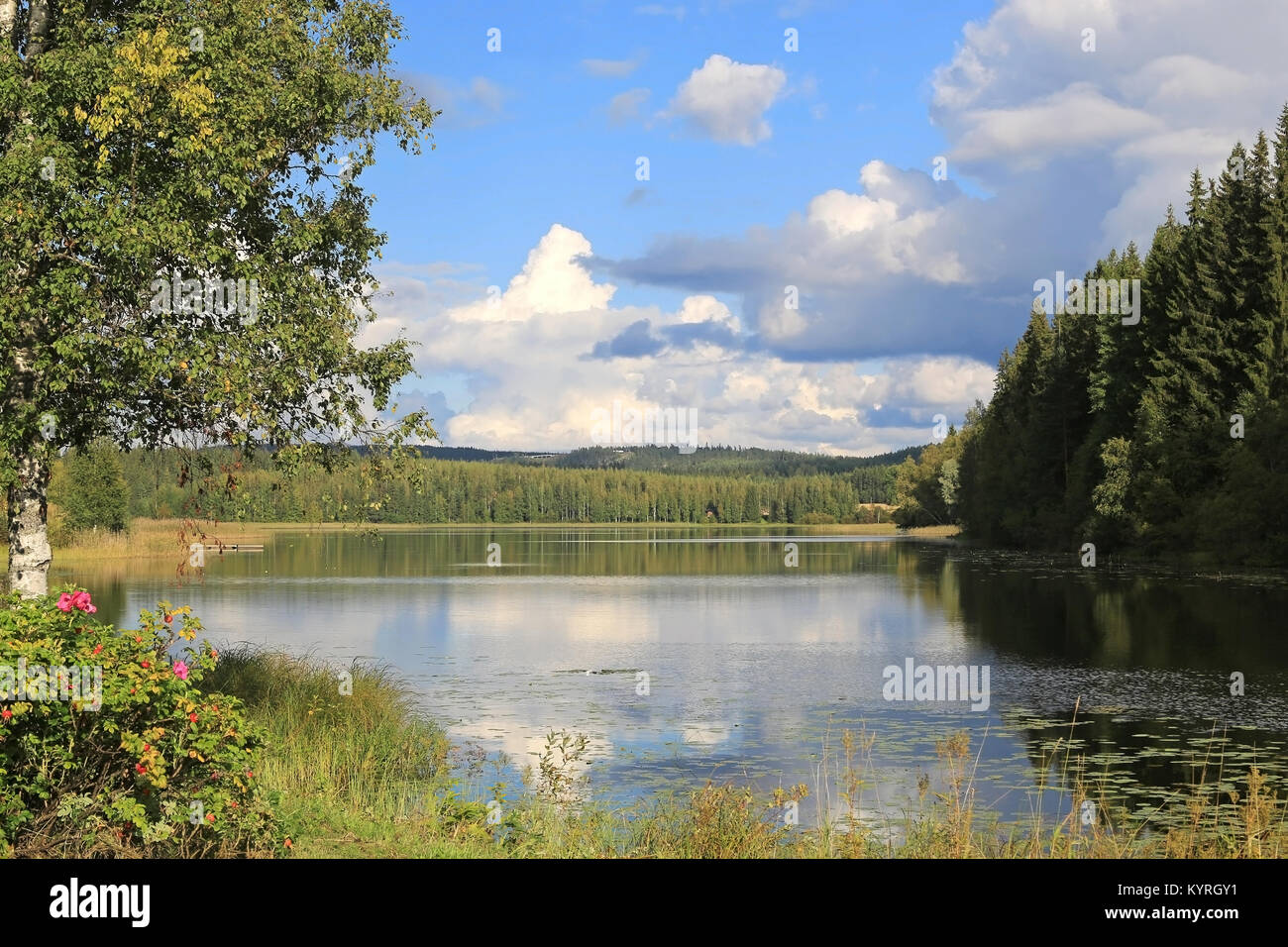 Il finlandese nella tarda estate del paesaggio lacustre con il verde della foresta di autostrada n. 9 in Patalahti, Finlandia Foto Stock