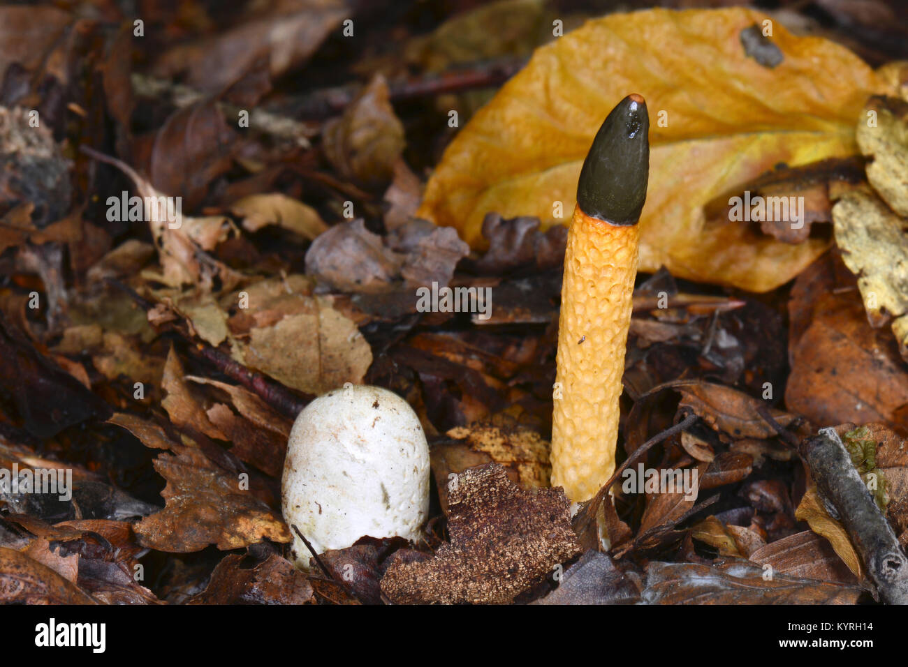 Cane (Stinkhorn Mutinus caninus), giovane fungo capsula tra il sambuco corpi fruttiferi sul suolo della foresta Foto Stock