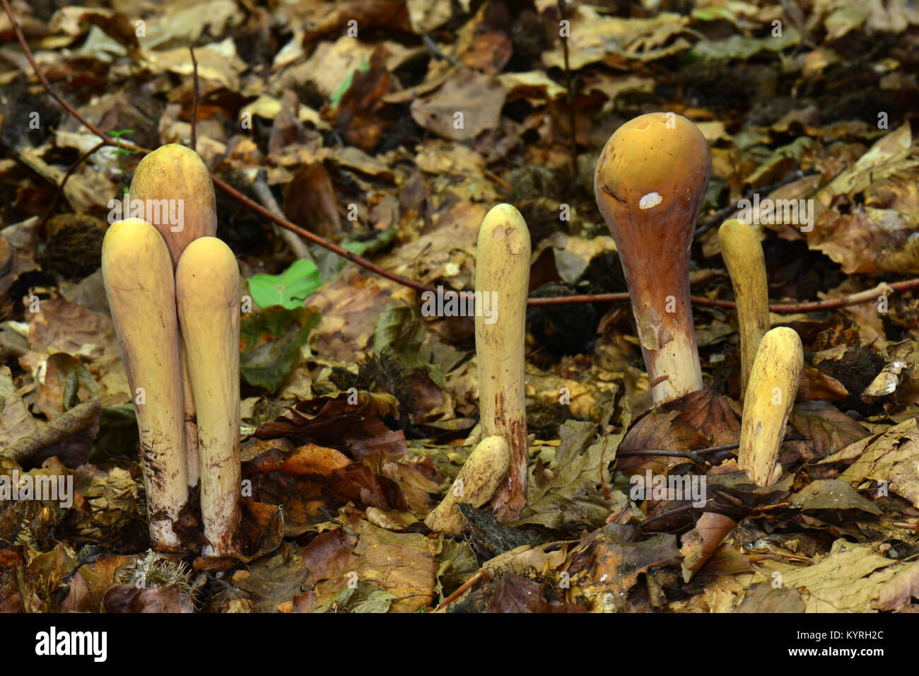 Club gigante (Clavariadelphus pistillaris), fuituing corpi di diversa età dimora nel fogliame di autunno Foto Stock