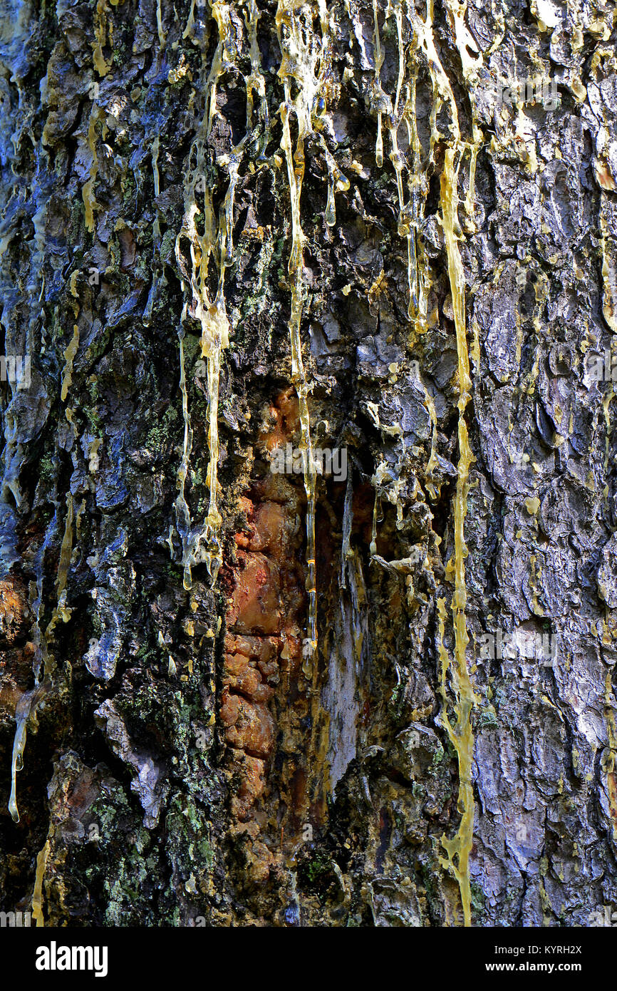 Comune di abete rosso, Abete rosso (Picea abies) tronco con flusso di resina Foto Stock