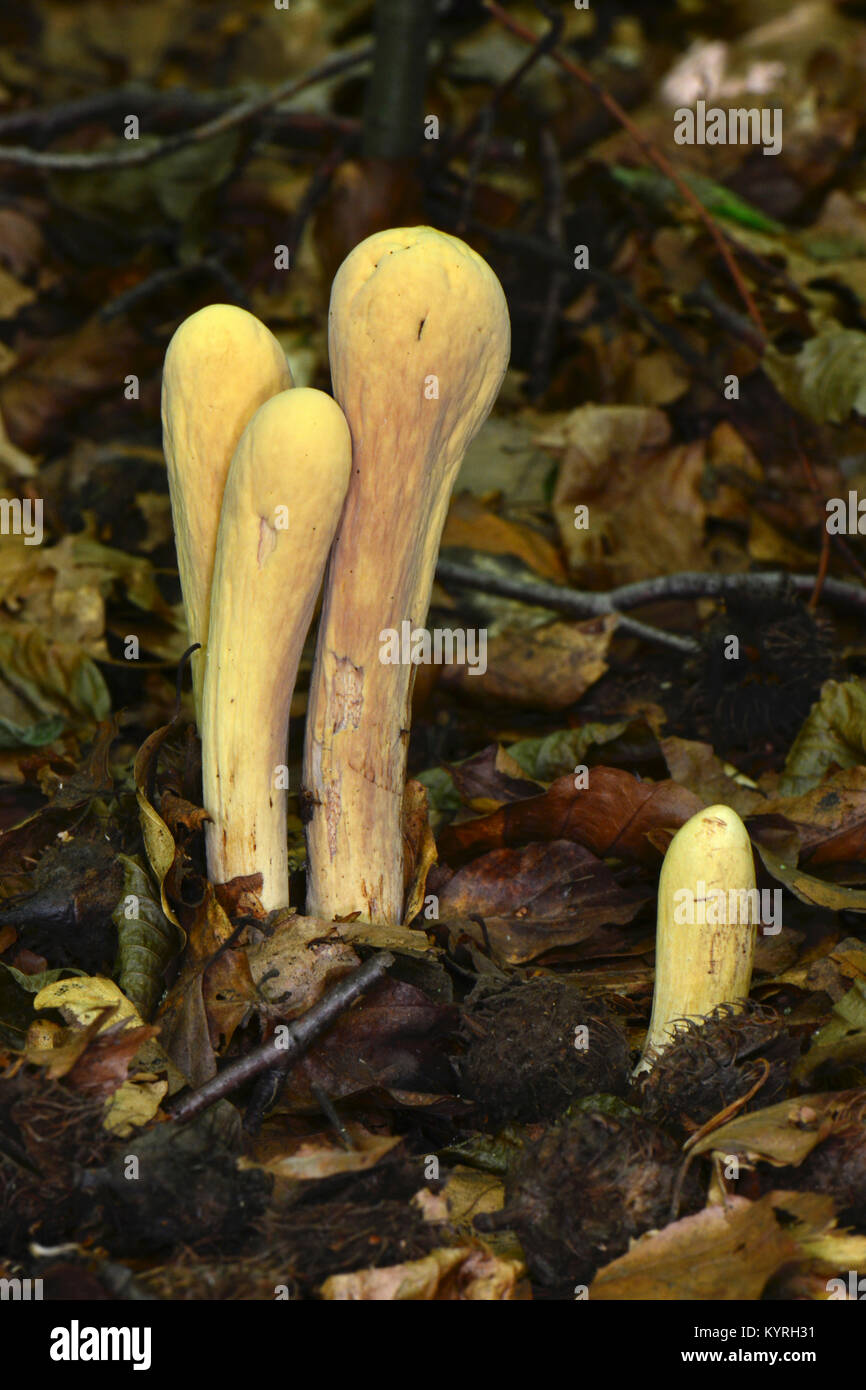 Club gigante (Clavariadelphus pistillaris), fuituing corpi di diversa età dimora nel fogliame di autunno Foto Stock