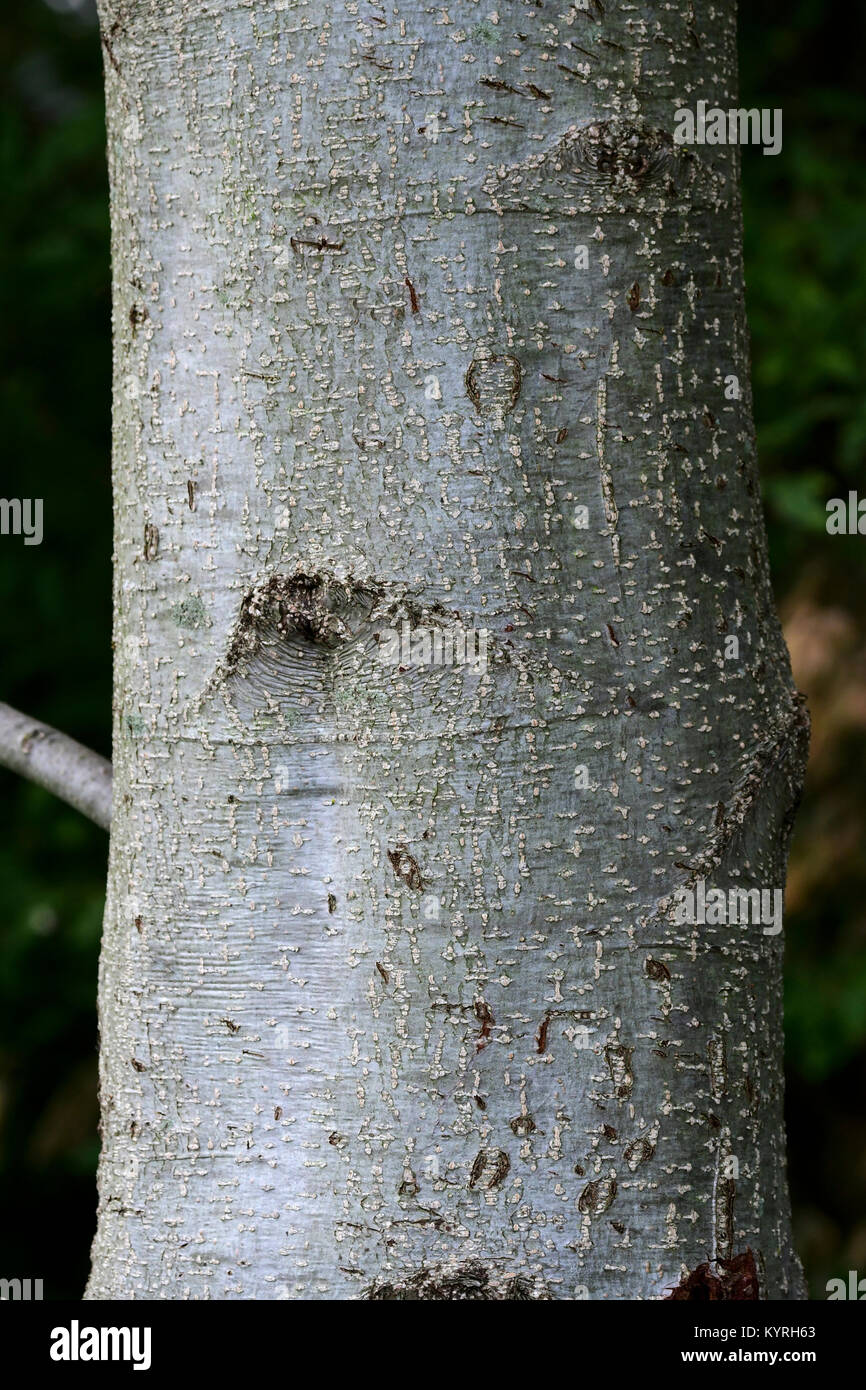 Ontano grigio, grigio Elder ( Alnus incana), giovane stelo con corteccia grigia Foto Stock