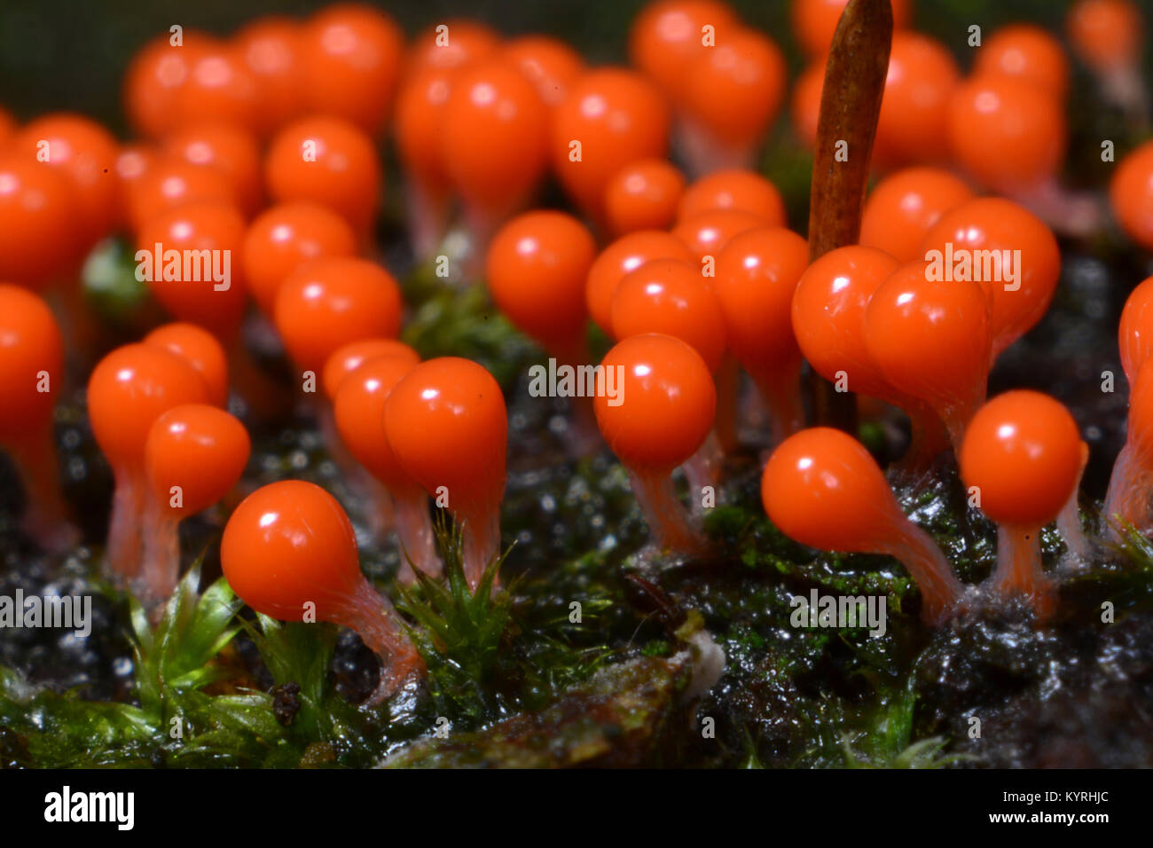 Nectria sanguinea abitazione sul pavimento della foresta Foto Stock