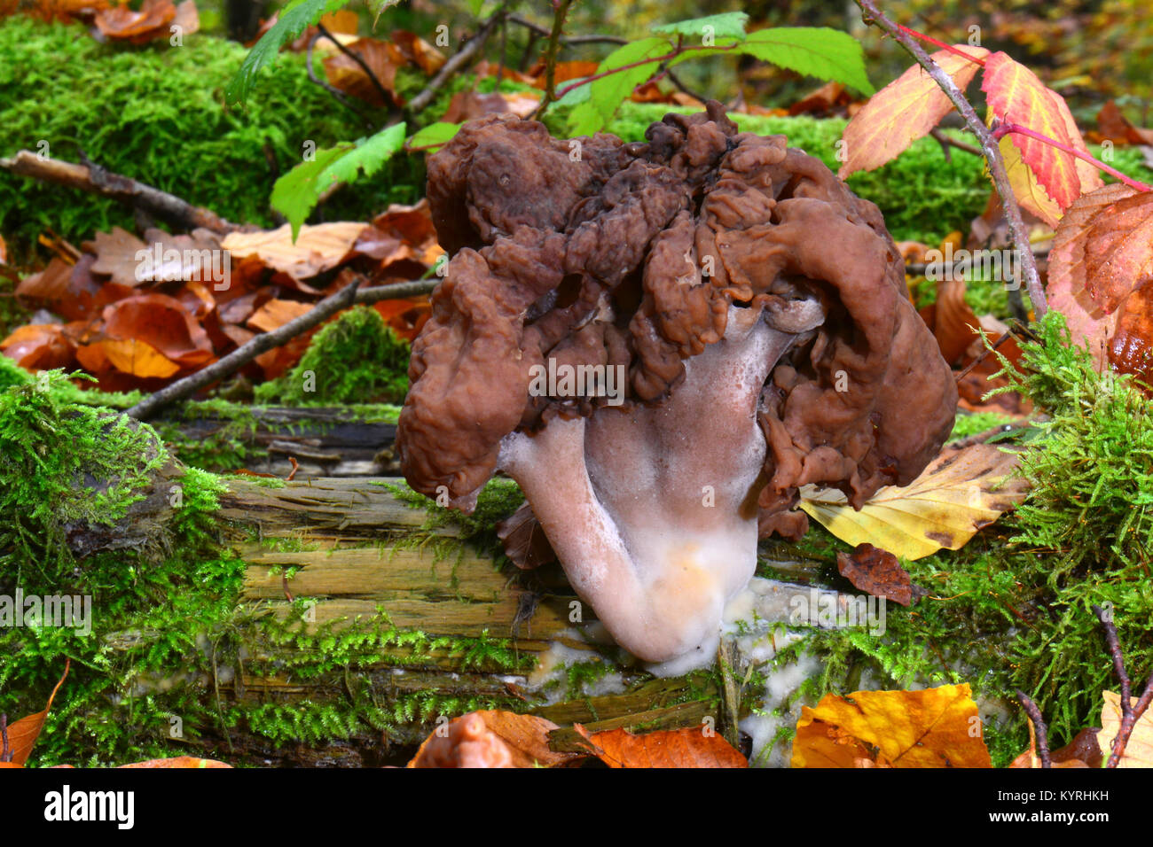Sella foliatile, incappucciati False Morel, Turbante Fungo (Gyromitra infula) Foto Stock