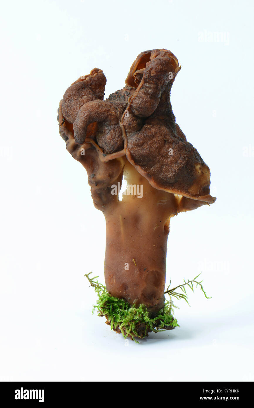 Sella foliatile, incappucciati False Morel, Turbante Fungo (Gyromitra infula) Foto Stock