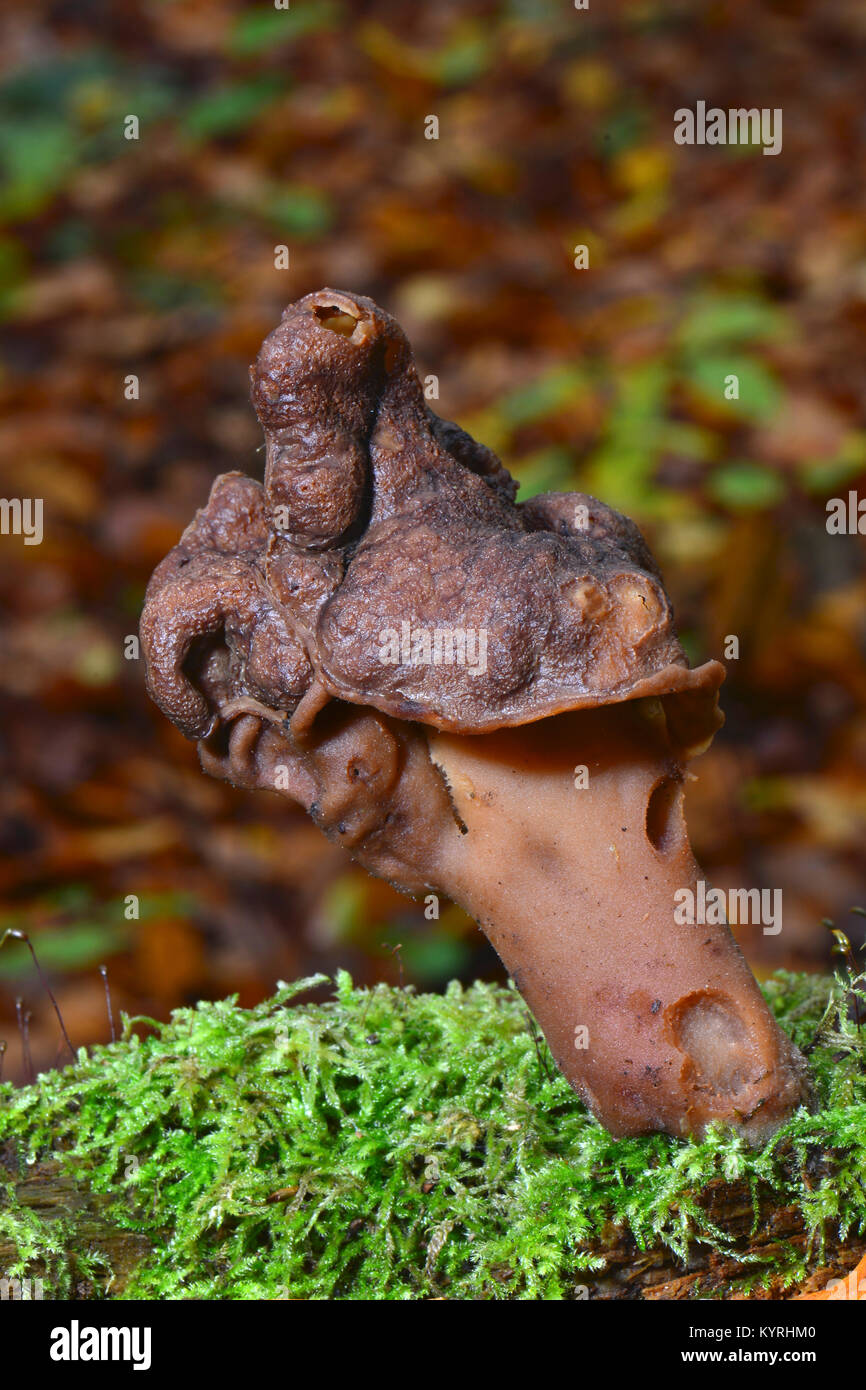Sella foliatile, incappucciati False Morel, Turbante Fungo (Gyromitra infula) Foto Stock