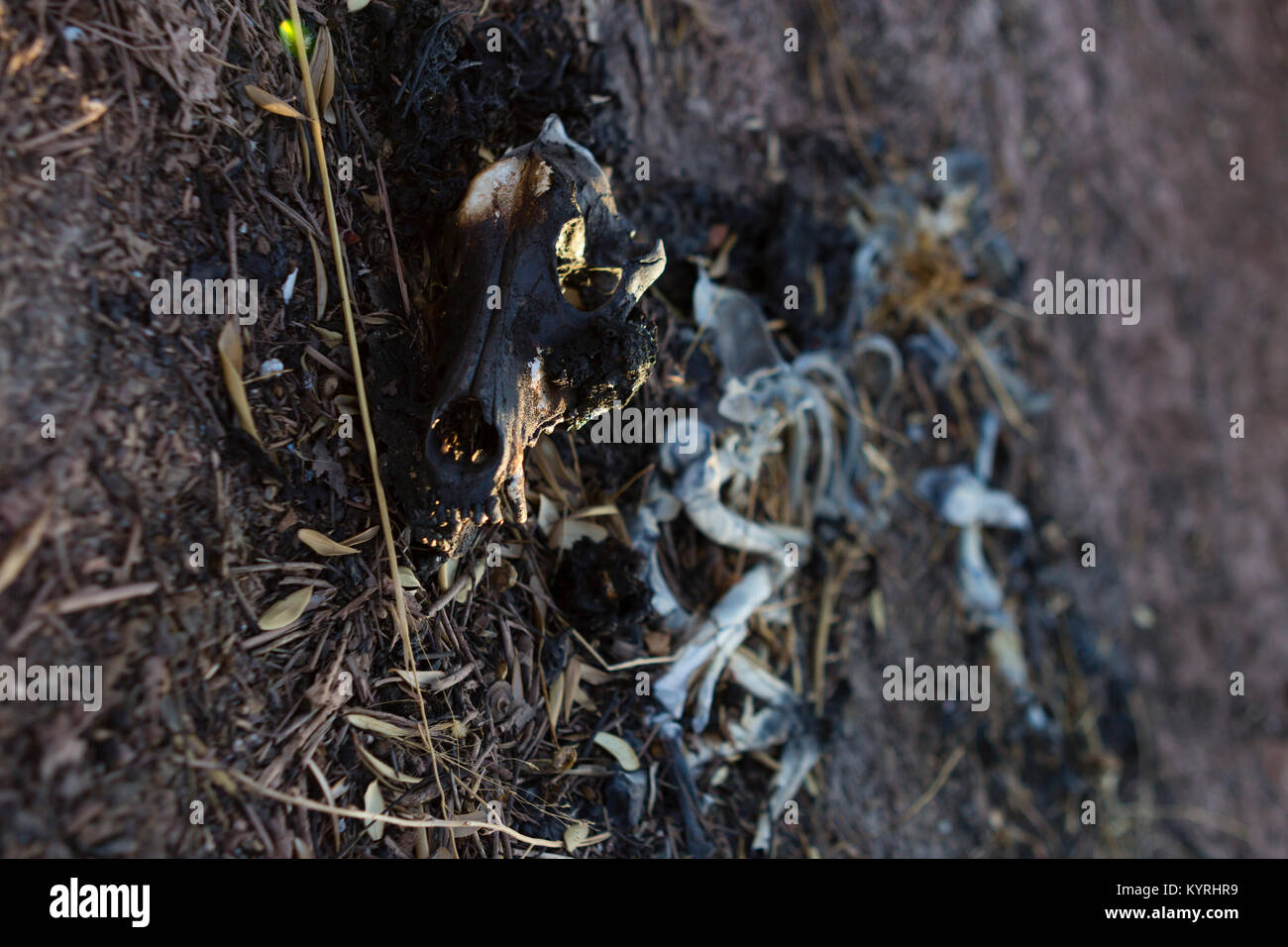Lo scheletro di animale in luce naturale, grim, deprimente, potente immagine degli effetti del cambiamento climatico e del danno ambientale. Foto Stock