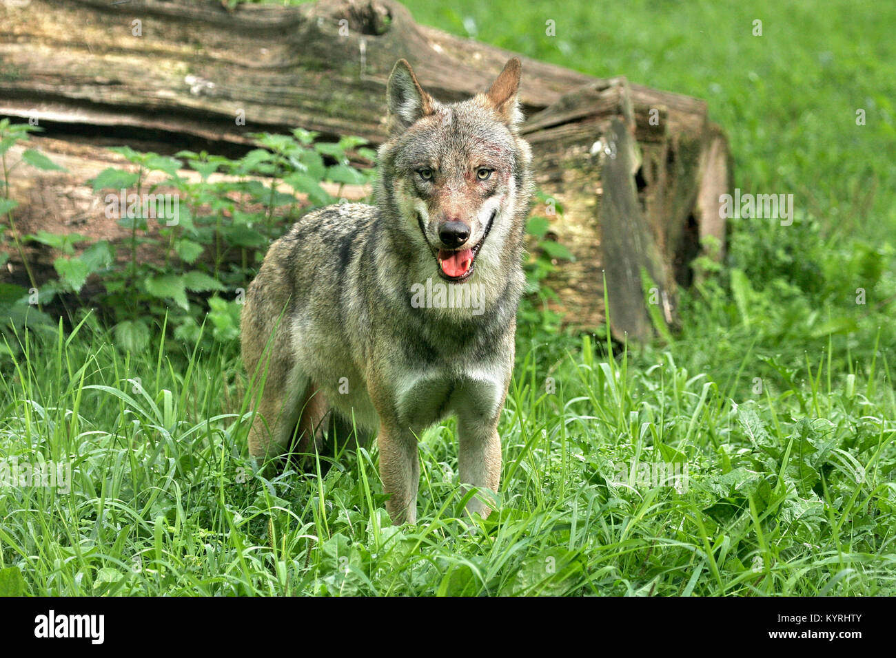 Unione Lupo (Canis lupus). Adulto in piedi su un prato. Germania Foto Stock