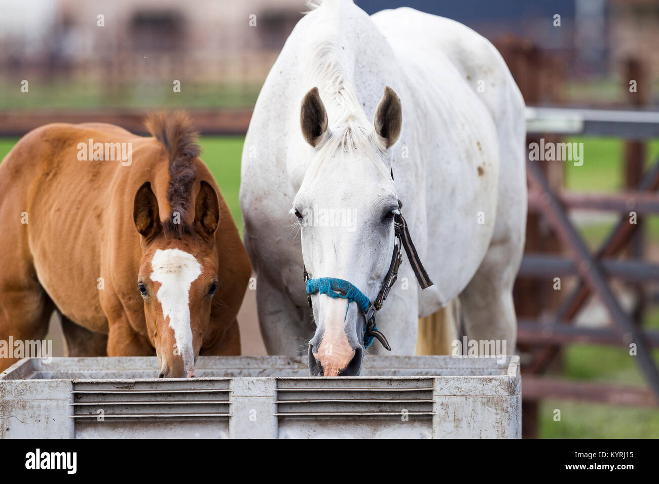 Warmblood olandese. Grigio mare con puledro di mangiare da un trogolo. Paesi Bassi Foto Stock