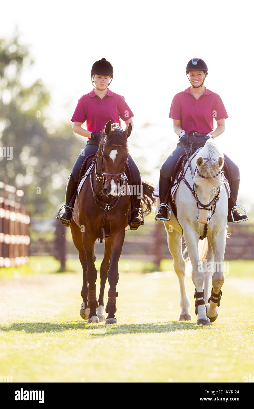 Warmblood olandese. I piloti con il grigio e il bay cavallo su un cross-country ride. Paesi Bassi Foto Stock