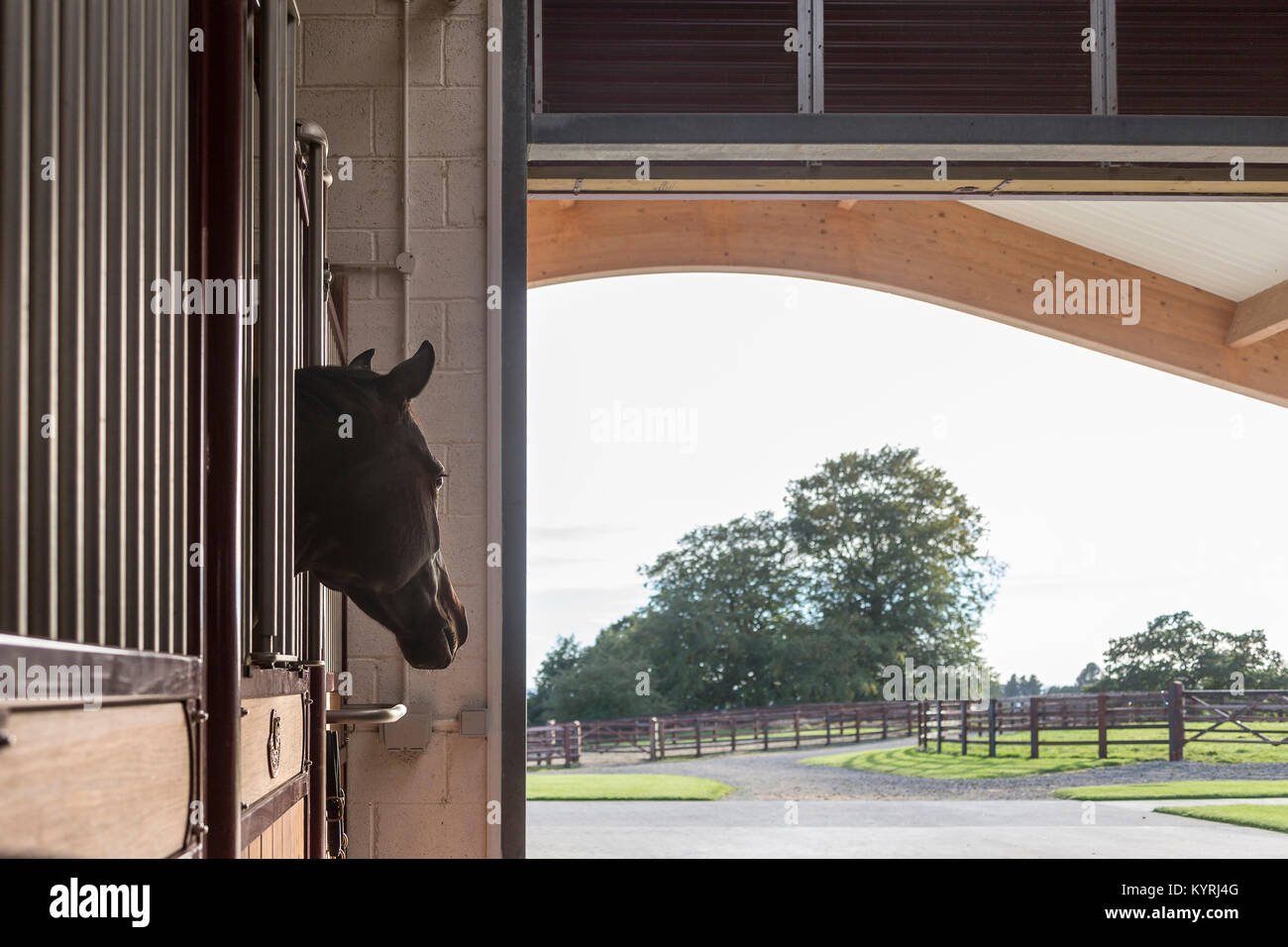 Cavalli domestici guardando fuori dalla sua scatola. Gran Bretagna Foto Stock