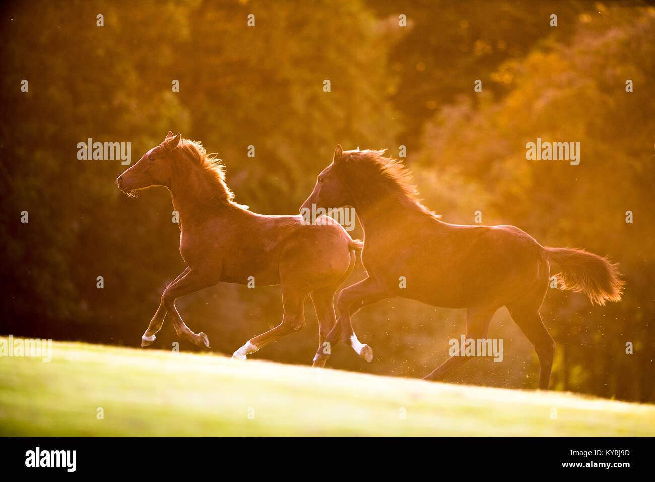 Hanoverian cavallo. Due puledri al galoppo su un pascolo. Gran Bretagna Foto Stock