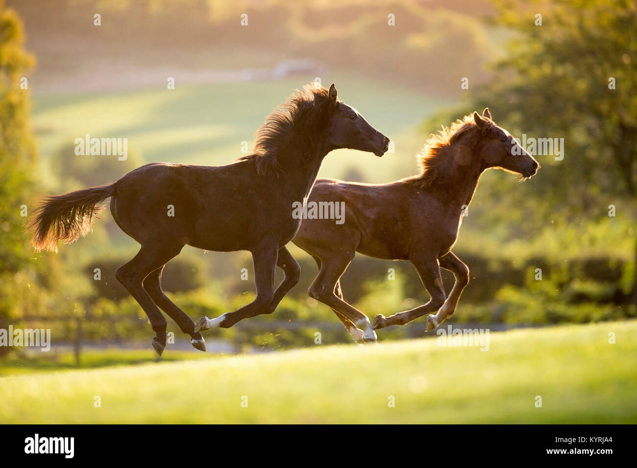 Hanoverian cavallo. Due puledri al galoppo su un pascolo. Gran Bretagna Foto Stock