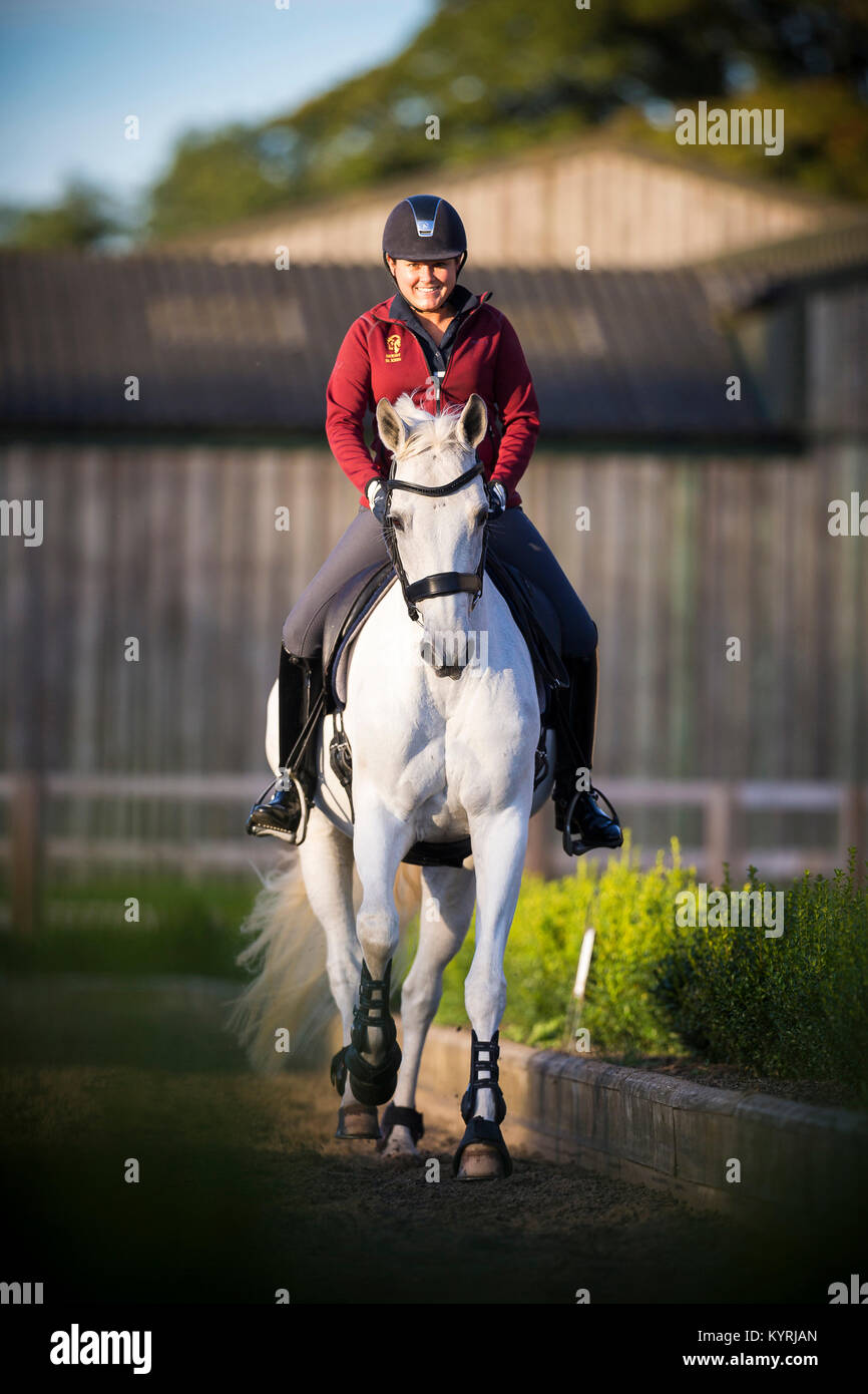 Hanoverian cavallo. Donna con il grigio mare galopping su un luogo di equitazione. Gran Bretagna Foto Stock