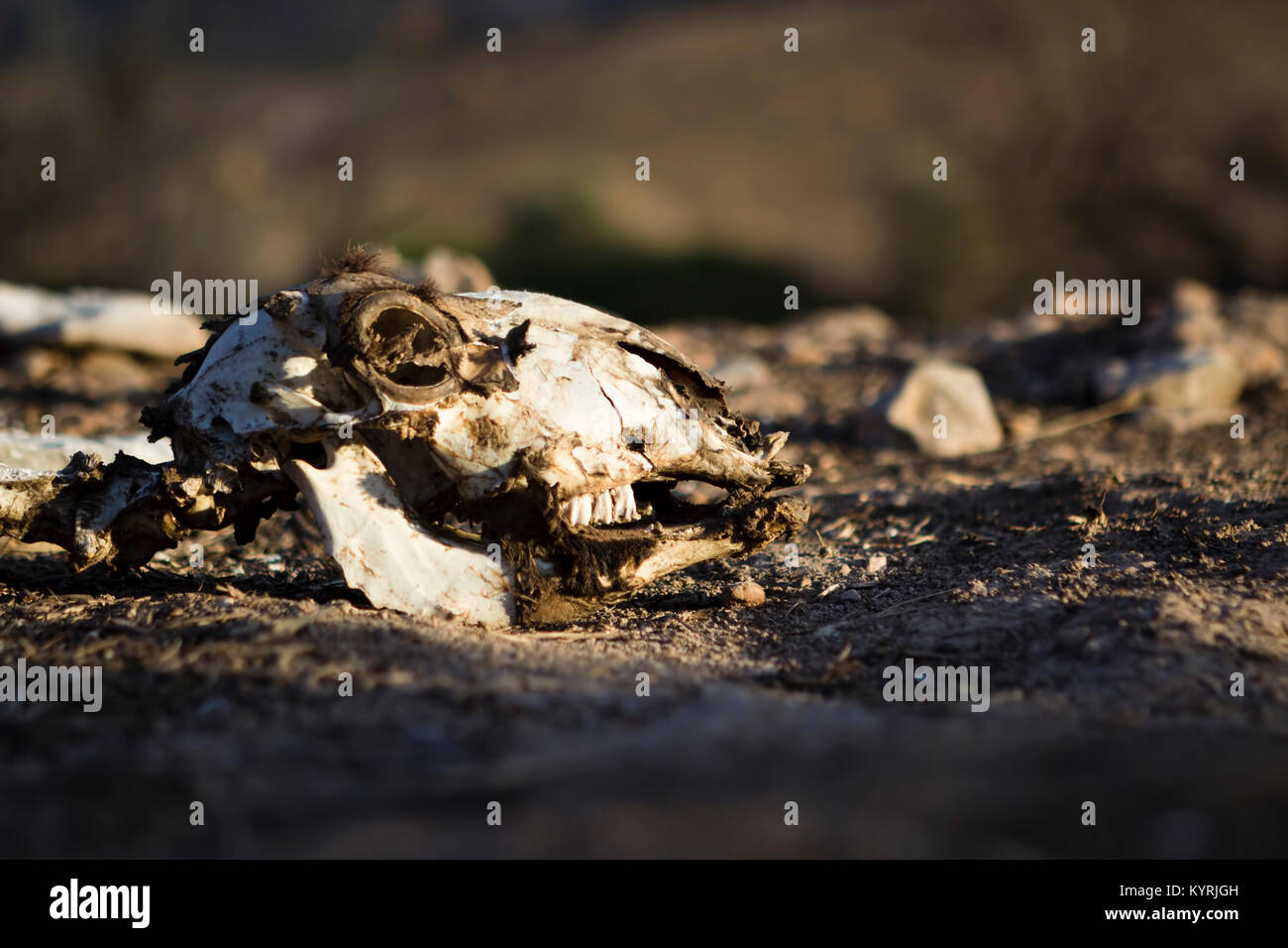 Cranio animale in luce naturale, grim, deprimente, potente immagine degli effetti del cambiamento climatico e del danno ambientale. Foto Stock