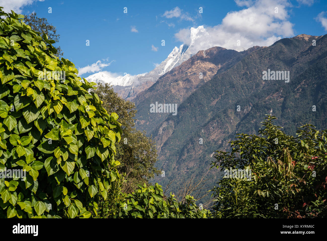 Vista monte Machhapuchchhre, coda di pesce, Nepal, Annapurna Himalaya, Foto Stock