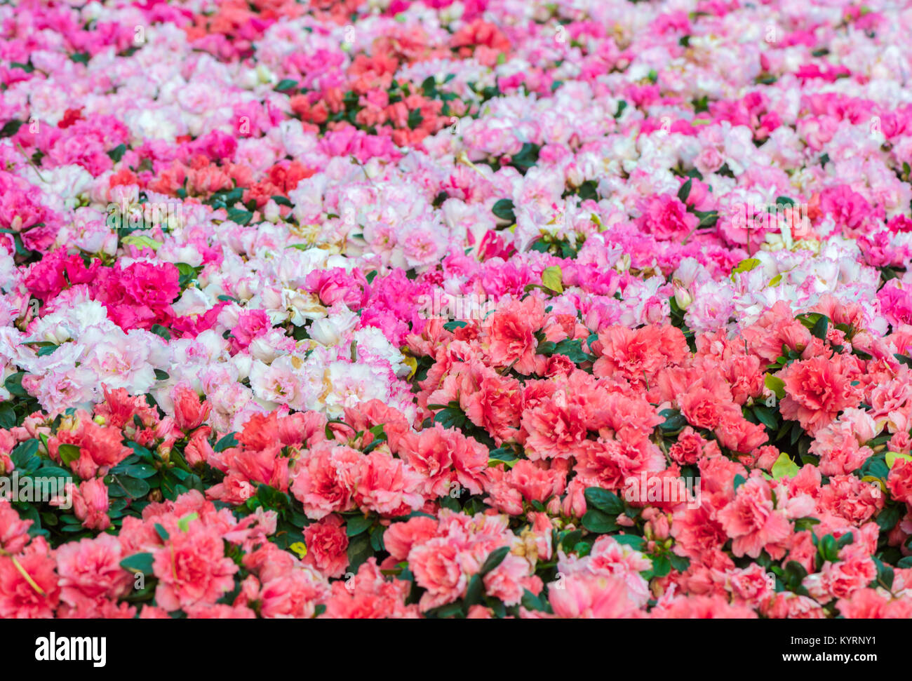 Colorato di rododendri fiore nel giardino, selettivi e soft focus Foto Stock