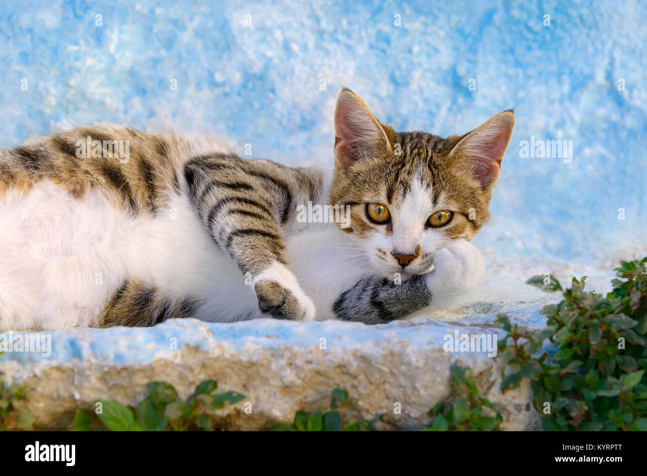 Un carino gattino, sgombro brown tabby con bianco, lazy di appoggio su un blu bianco parete, isola greca di Rodi, DODECANNESO Grecia, Europa Foto Stock