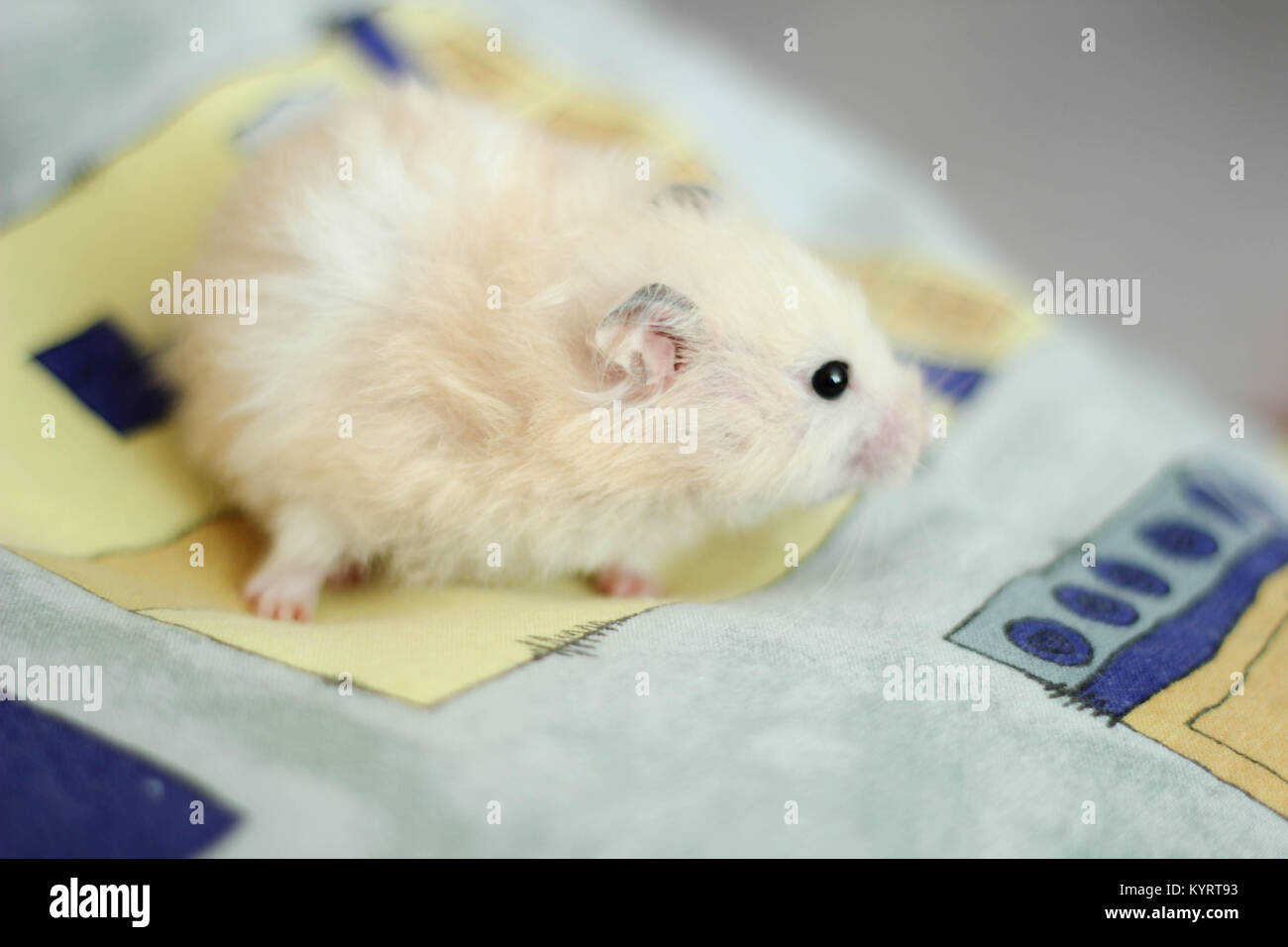Sweety black-eyed hamster gioca Foto Stock