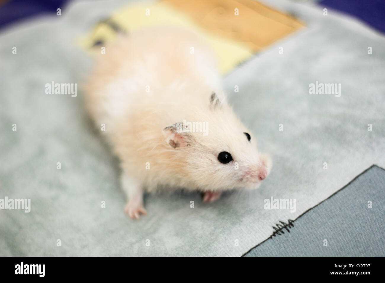 Sweety black-eyed hamster gioca Foto Stock